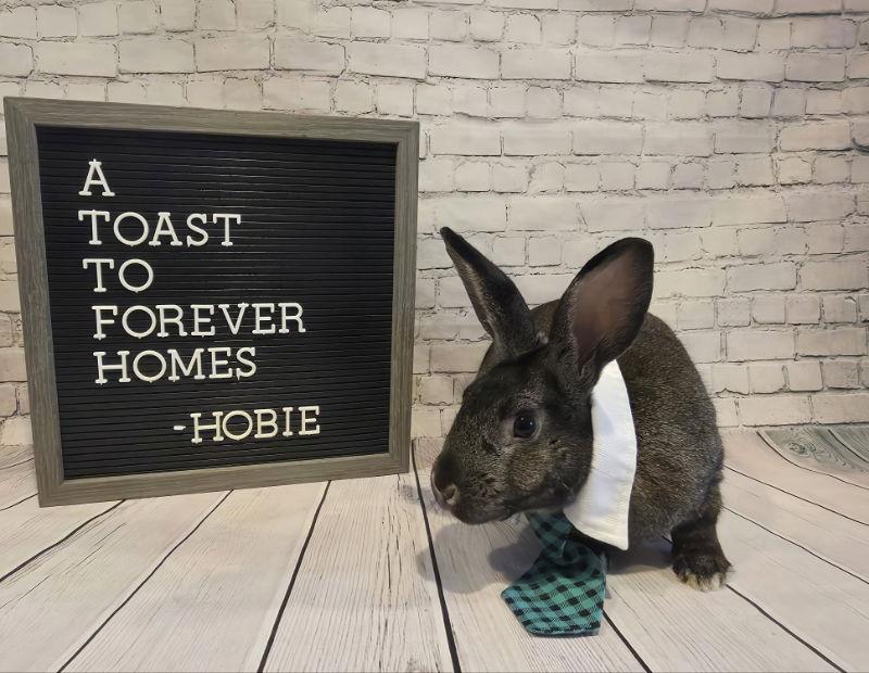 Enlarge Hobie, a Adoptable Bunny Rabbit in Columbus, OH image 1/1