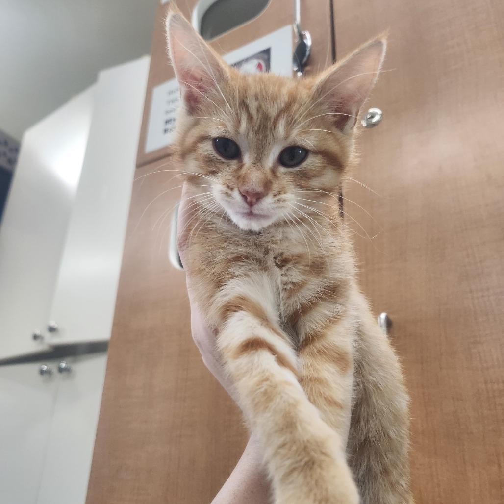 Stem, Adoptable, Kitten Male Domestic Short Hair.