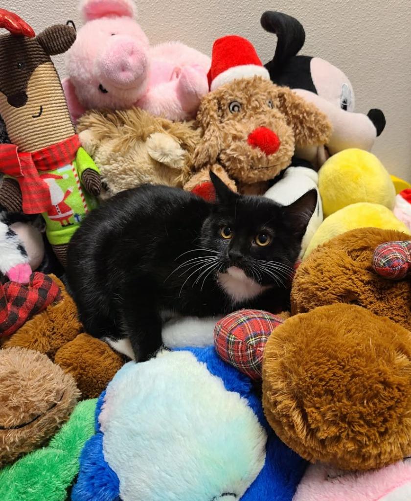 Velma, Adoptable, Kitten Female Domestic Short Hair.