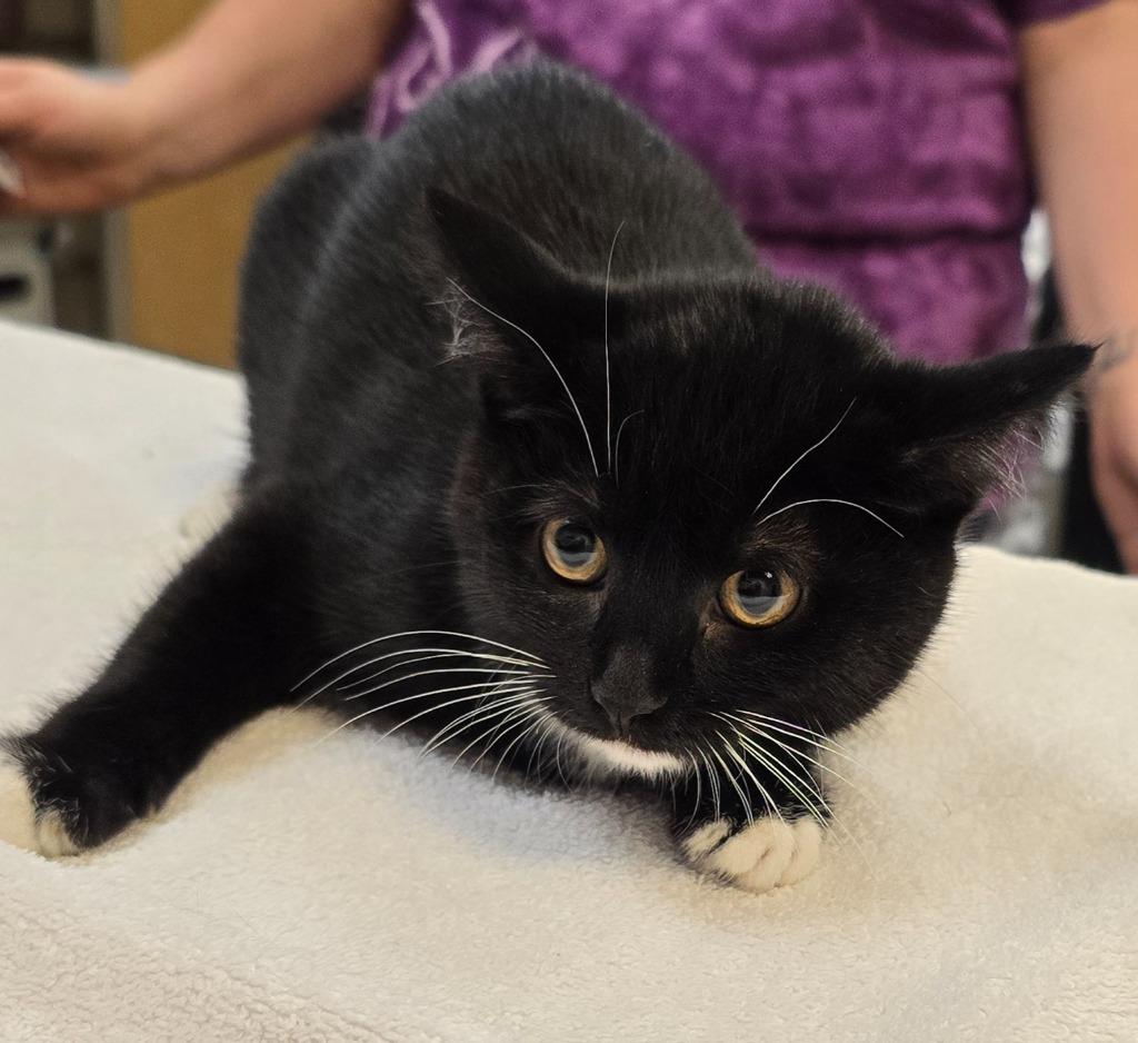 Enlarge Velma, a Adoptable mixed breed in Murphysboro, IL image 4/4