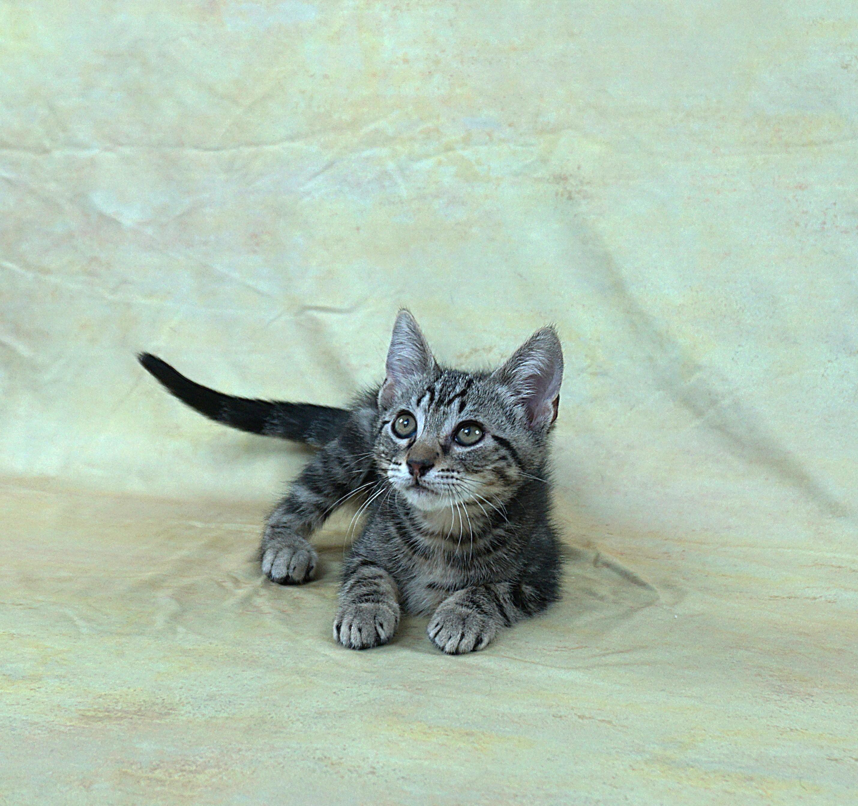Enlarge TERRY - TERRIFIC BOY, a ADOPTABLE Domestic Short Hair in Plano, TX image 4/5