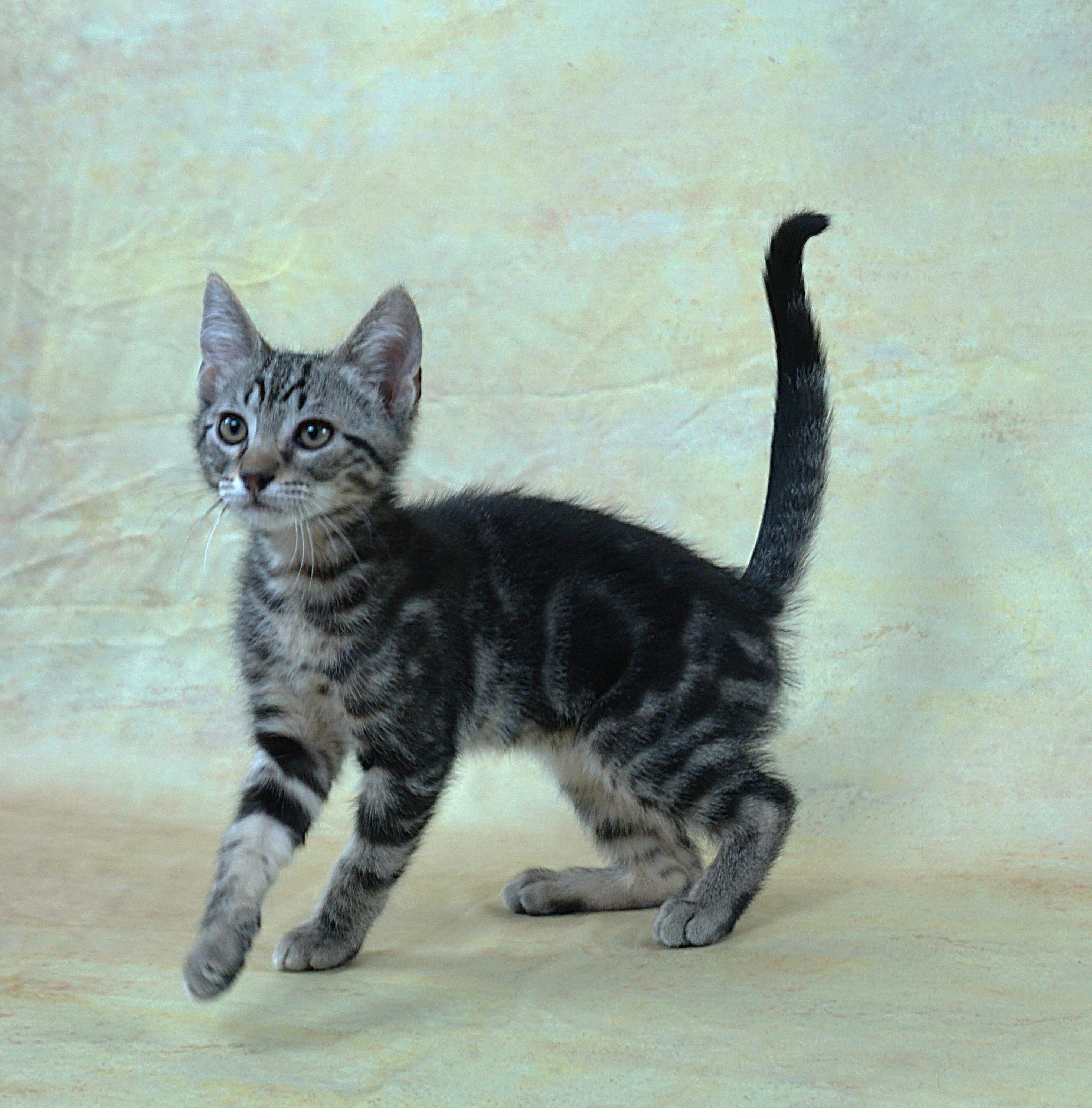 Enlarge TERRY - TERRIFIC BOY, a ADOPTABLE Domestic Short Hair in Plano, TX image 3/5