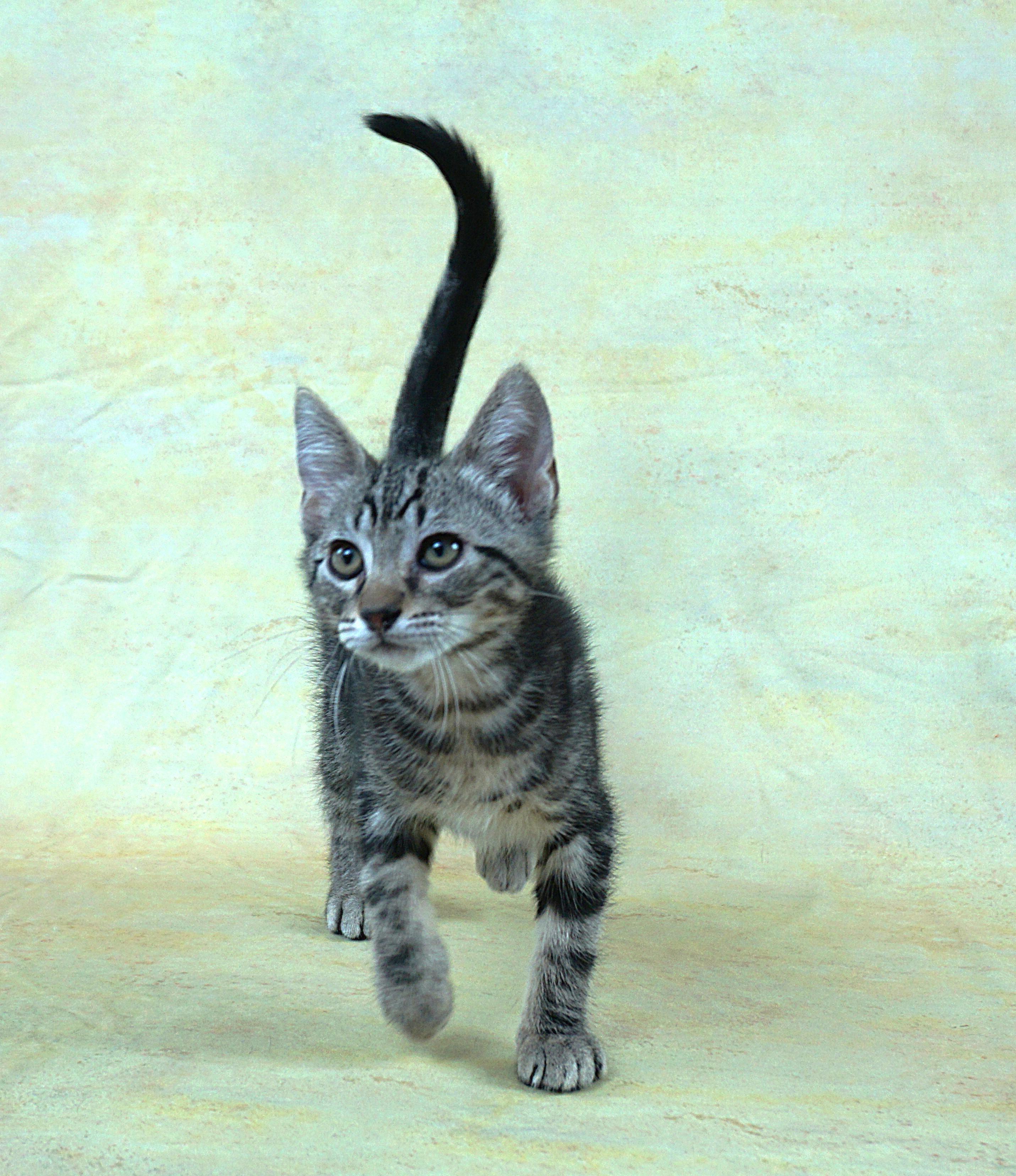 TERRY - TERRIFIC BOY, ADOPTABLE, Kitten Male Domestic Short Hair.