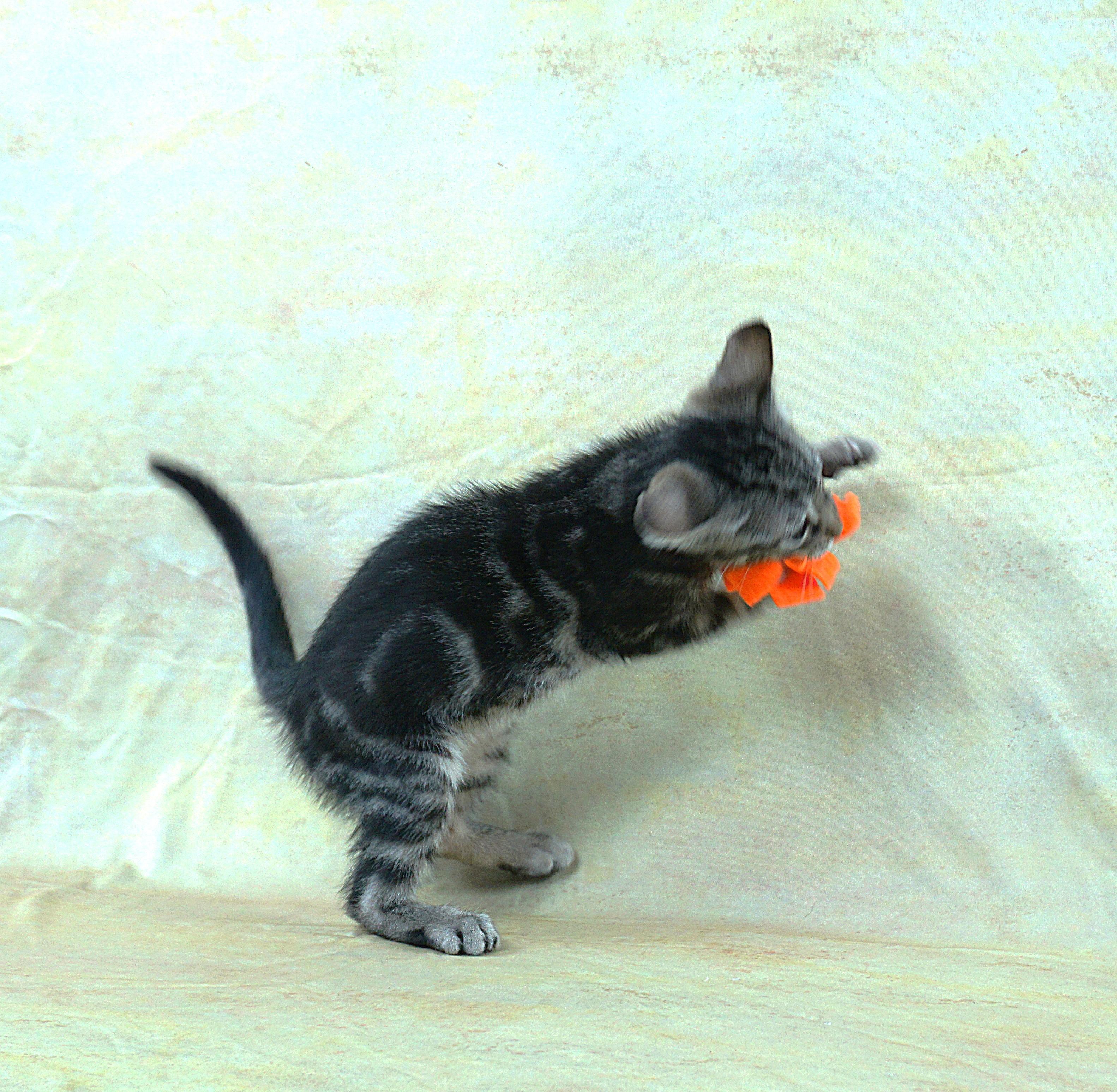 Enlarge TERRY - TERRIFIC BOY, a ADOPTABLE Domestic Short Hair in Plano, TX image 5/5