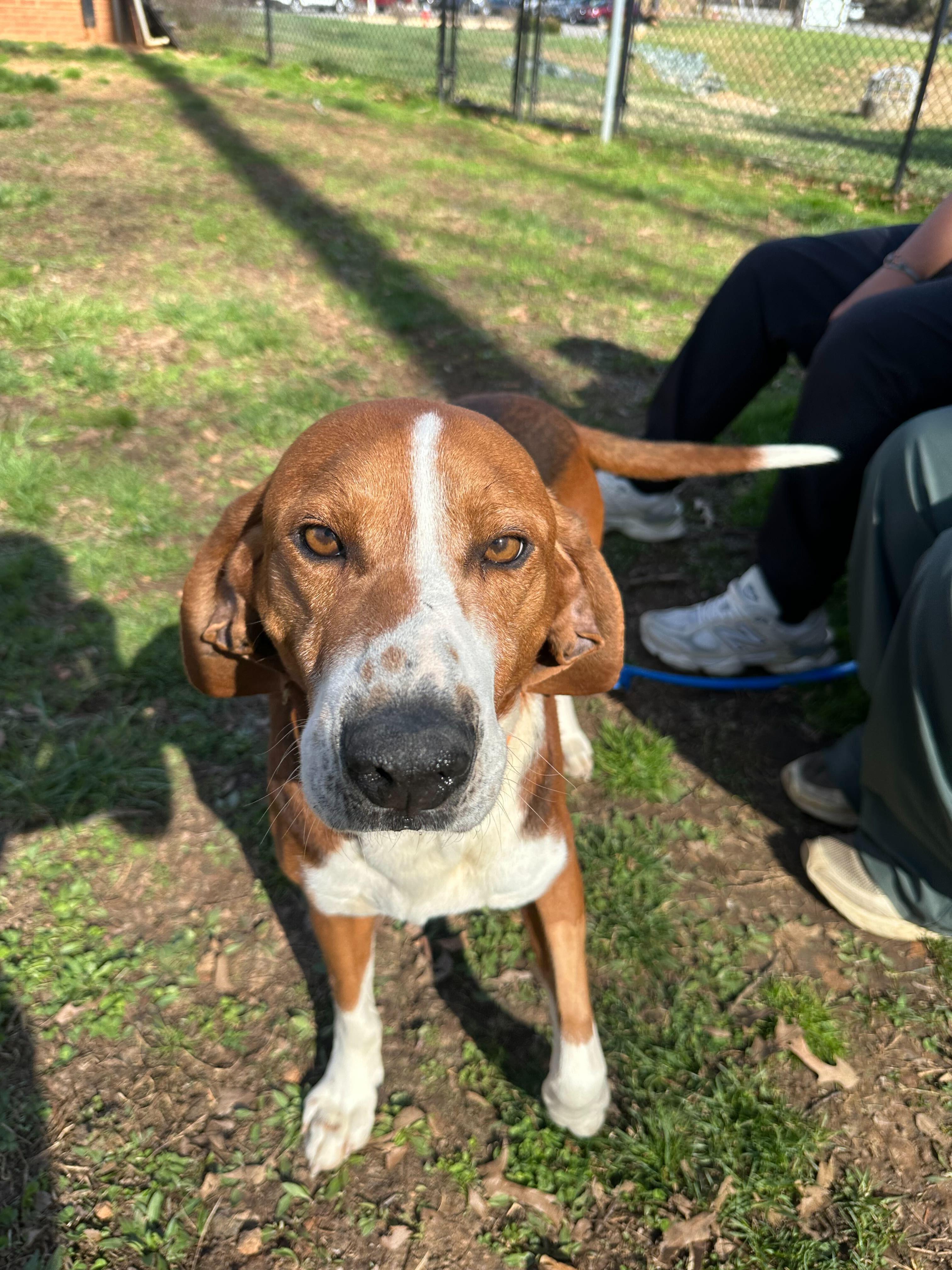 Enlarge Hammy, a ADOPTABLE mixed breed in Maidens, VA image 1/6