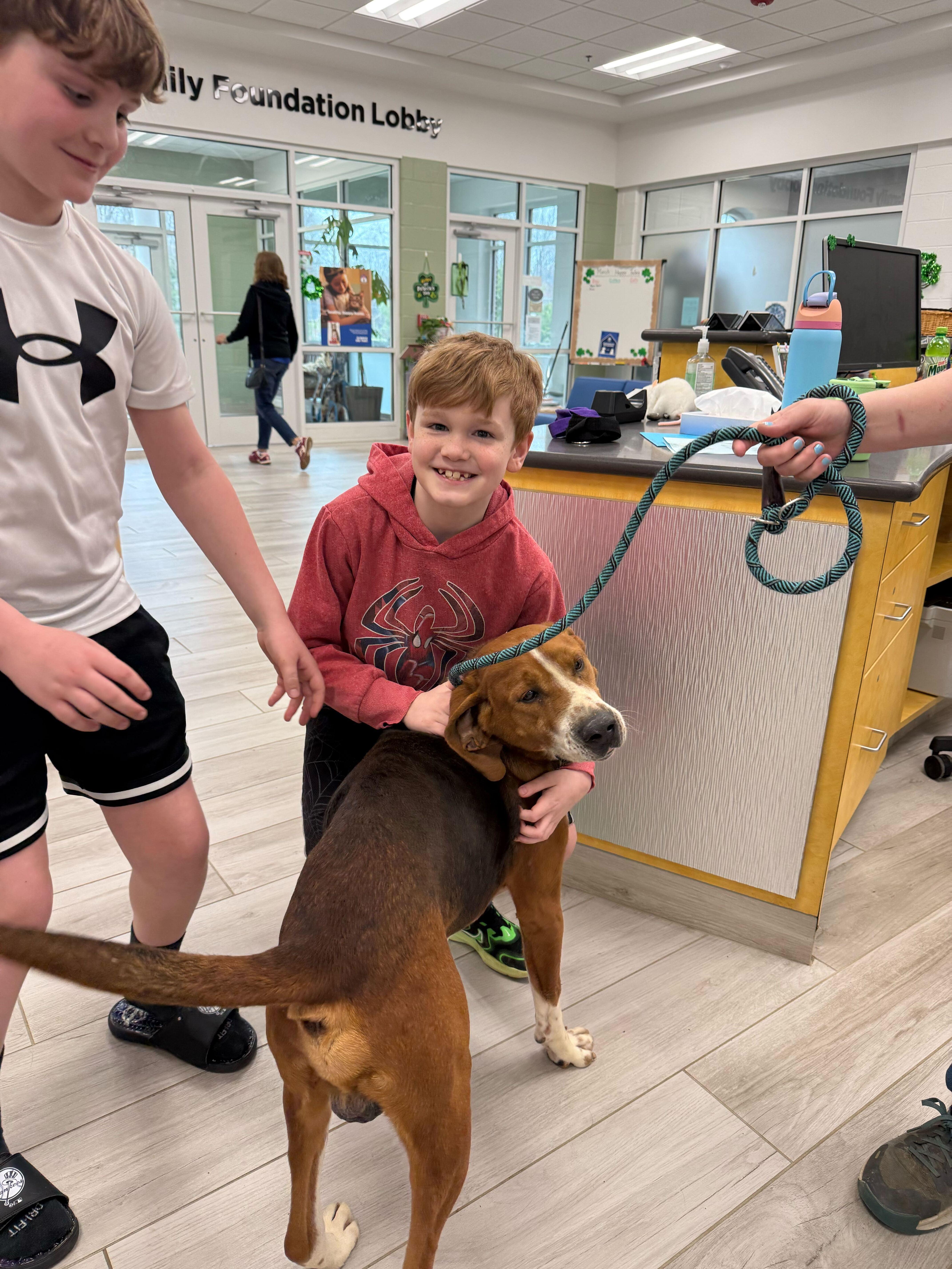 Enlarge Hammy, a ADOPTABLE mixed breed in Maidens, VA image 3/6