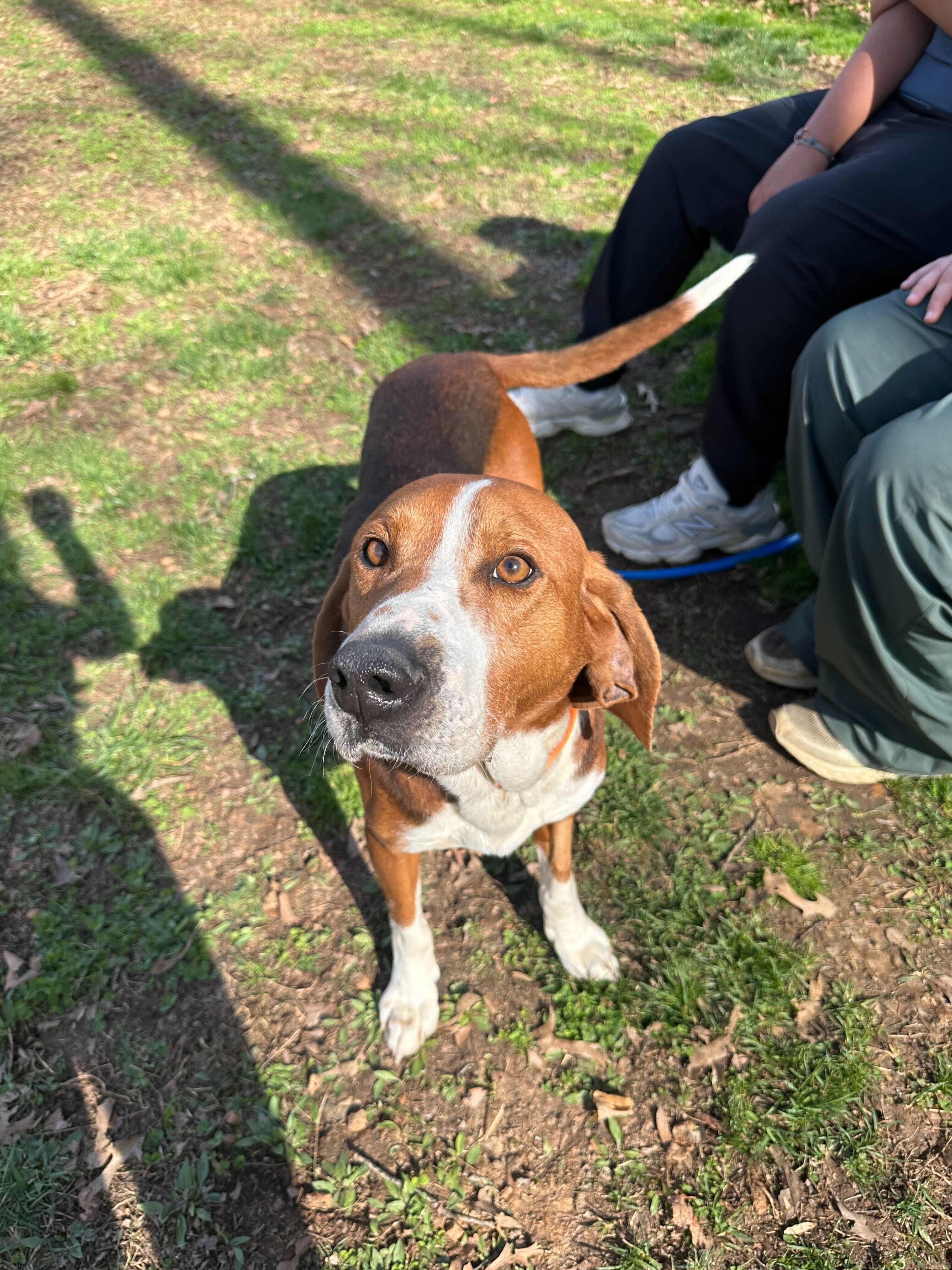 Enlarge Hammy, a ADOPTABLE mixed breed in Maidens, VA image 4/6