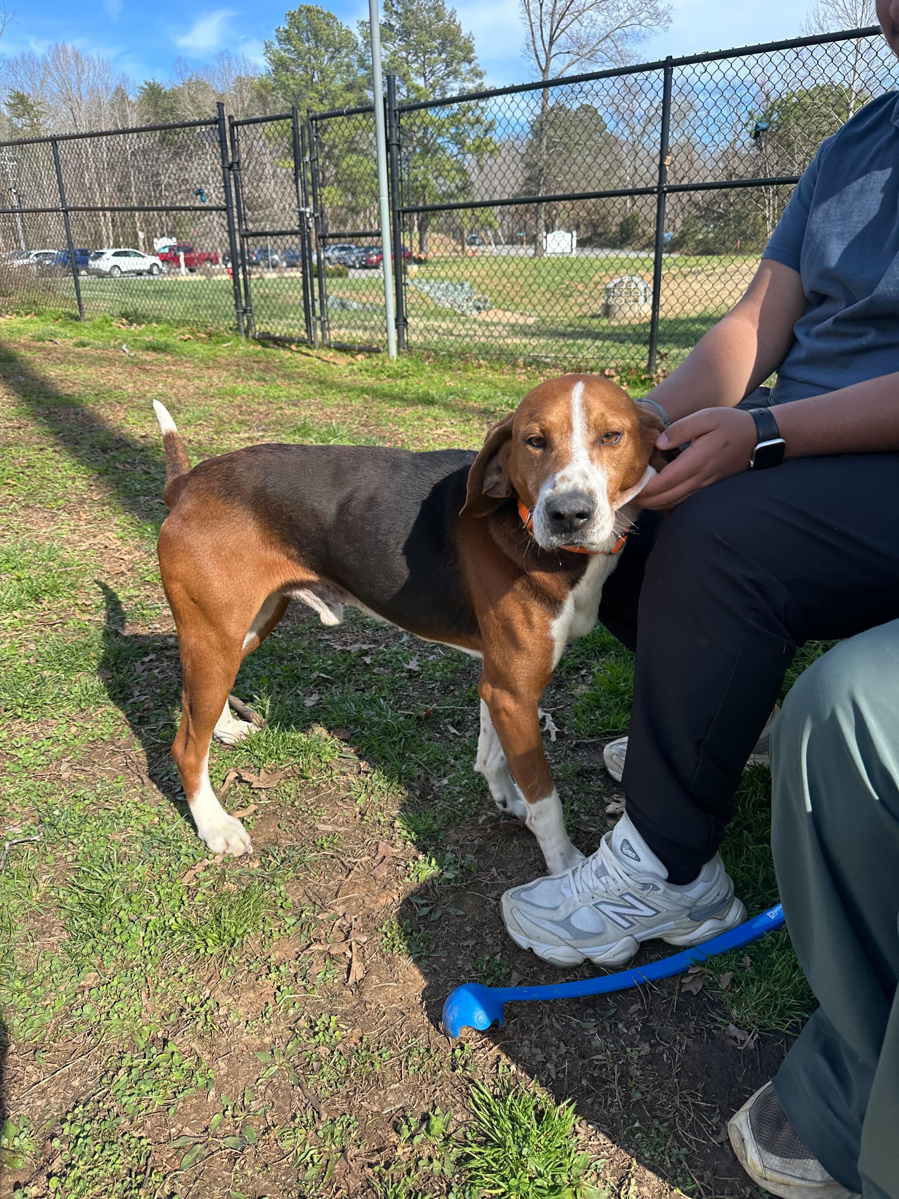 Enlarge Hammy, a ADOPTABLE mixed breed in Maidens, VA image 2/6