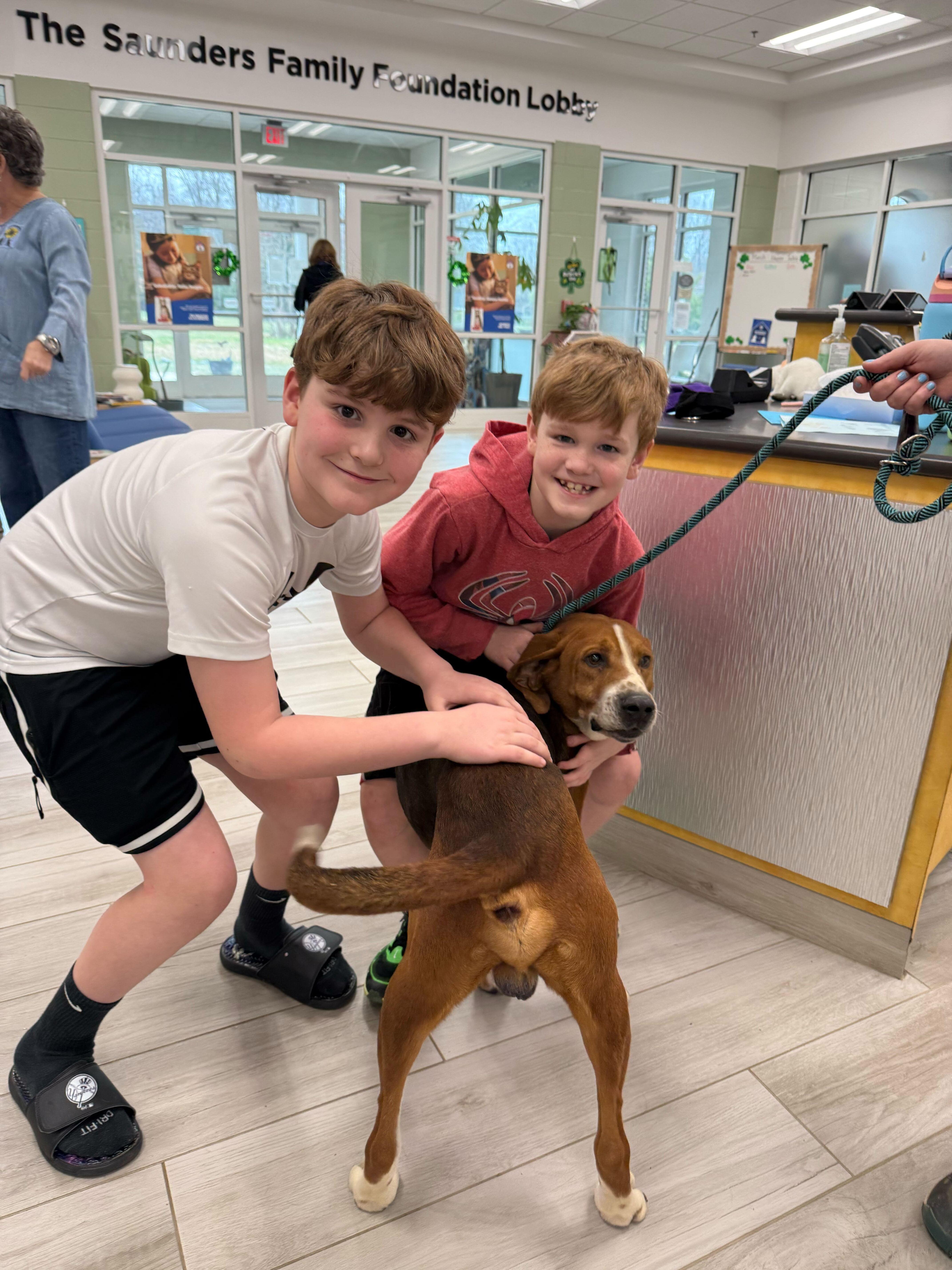 Enlarge Hammy, a ADOPTABLE mixed breed in Maidens, VA image 5/6