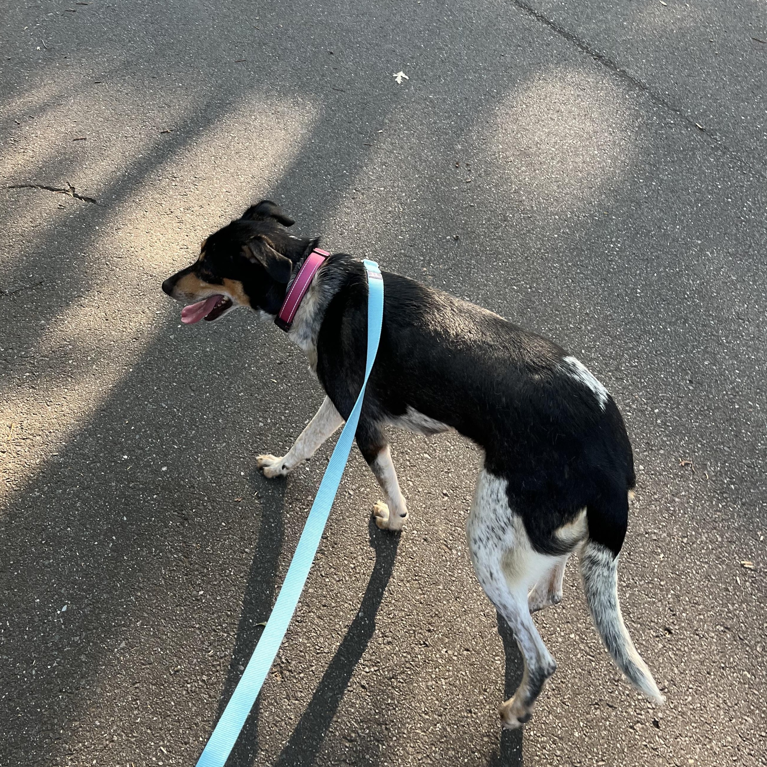 Sweetie, a ADOPTABLE mixed breed in Rock Hill, SC image 5/5