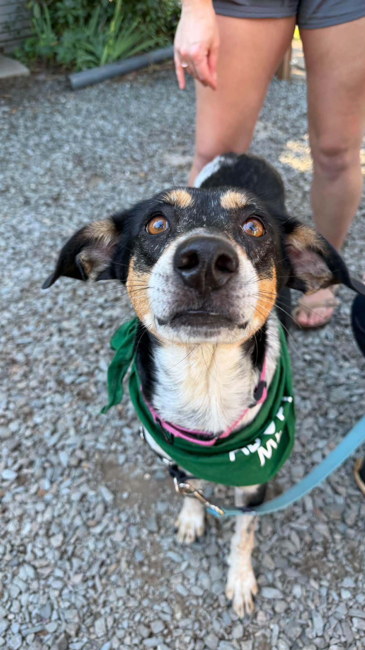 Enlarge Sweetie, a Adoptable mixed breed in Rock Hill, SC image 3/6