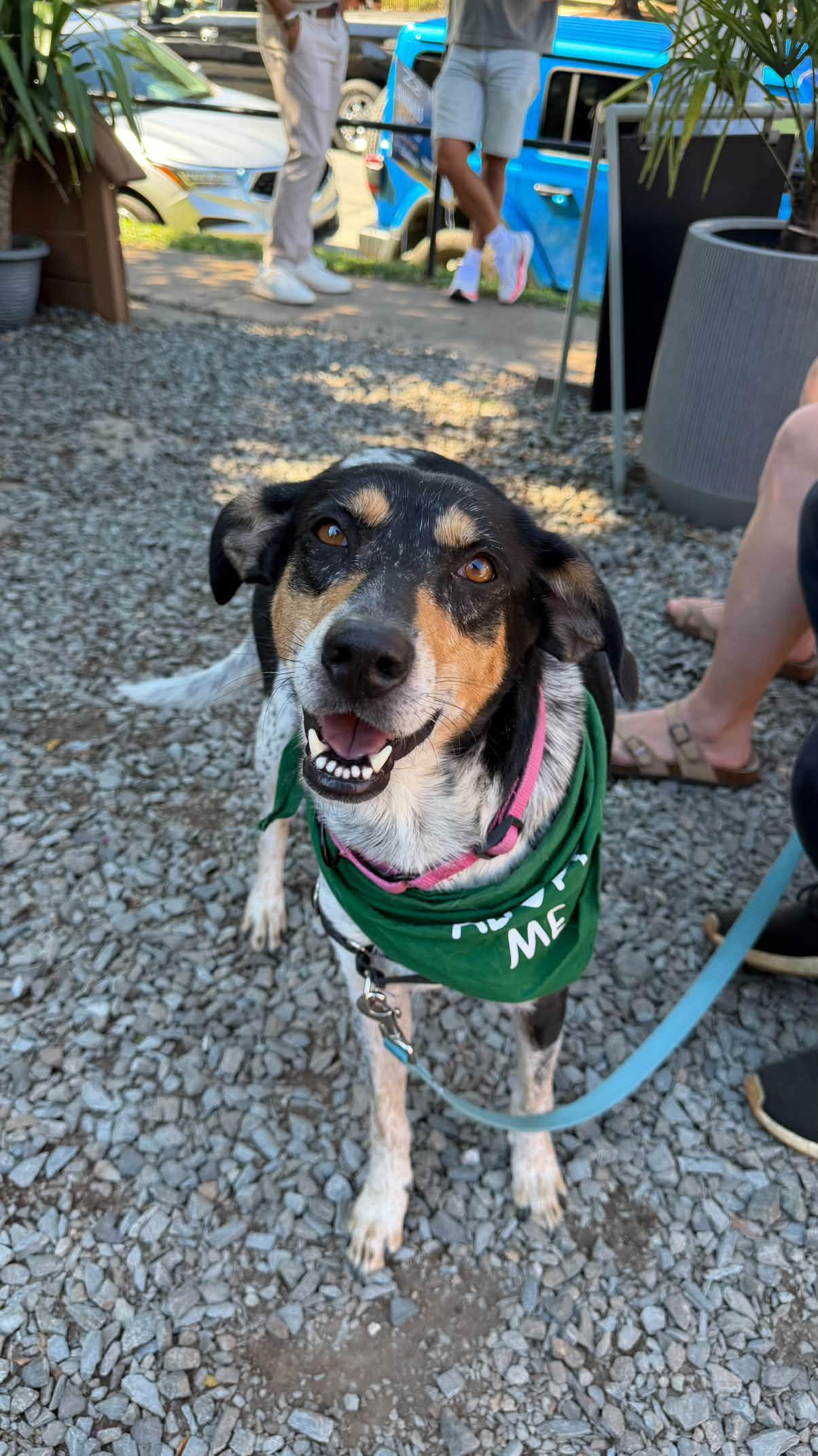 Enlarge Sweetie, a Adoptable mixed breed in Rock Hill, SC image 4/6
