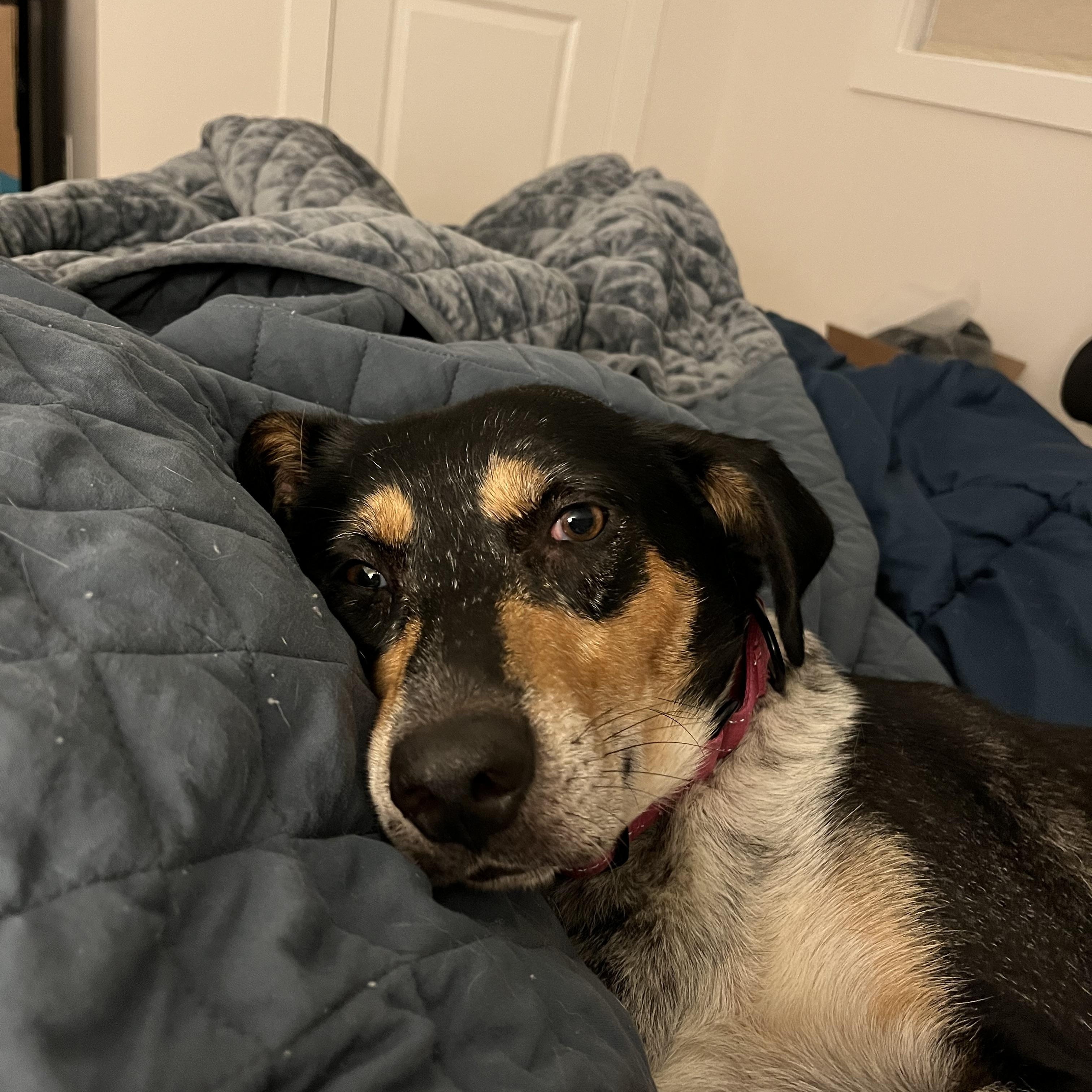 Sweetie, a ADOPTABLE mixed breed in Rock Hill, SC image 1/5