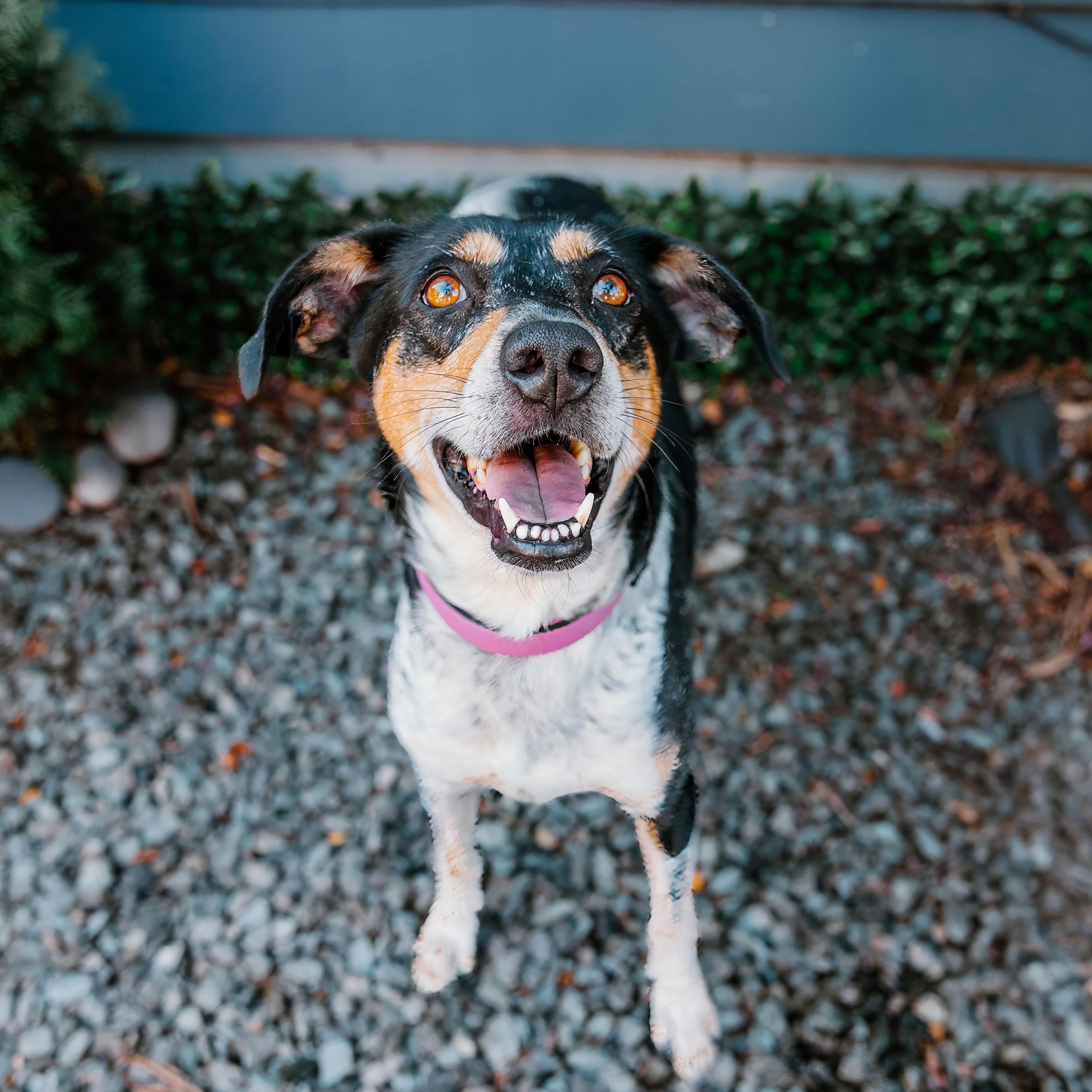 Enlarge Sweetie, a Adoptable mixed breed in Rock Hill, SC image 6/6