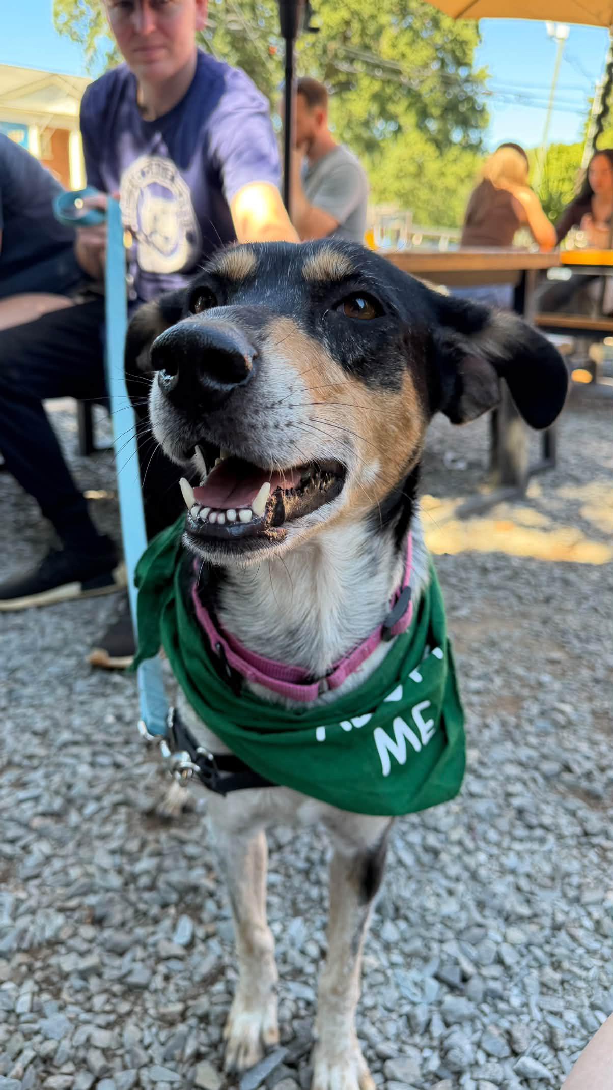Enlarge Sweetie, a Adoptable mixed breed in Rock Hill, SC image 1/6