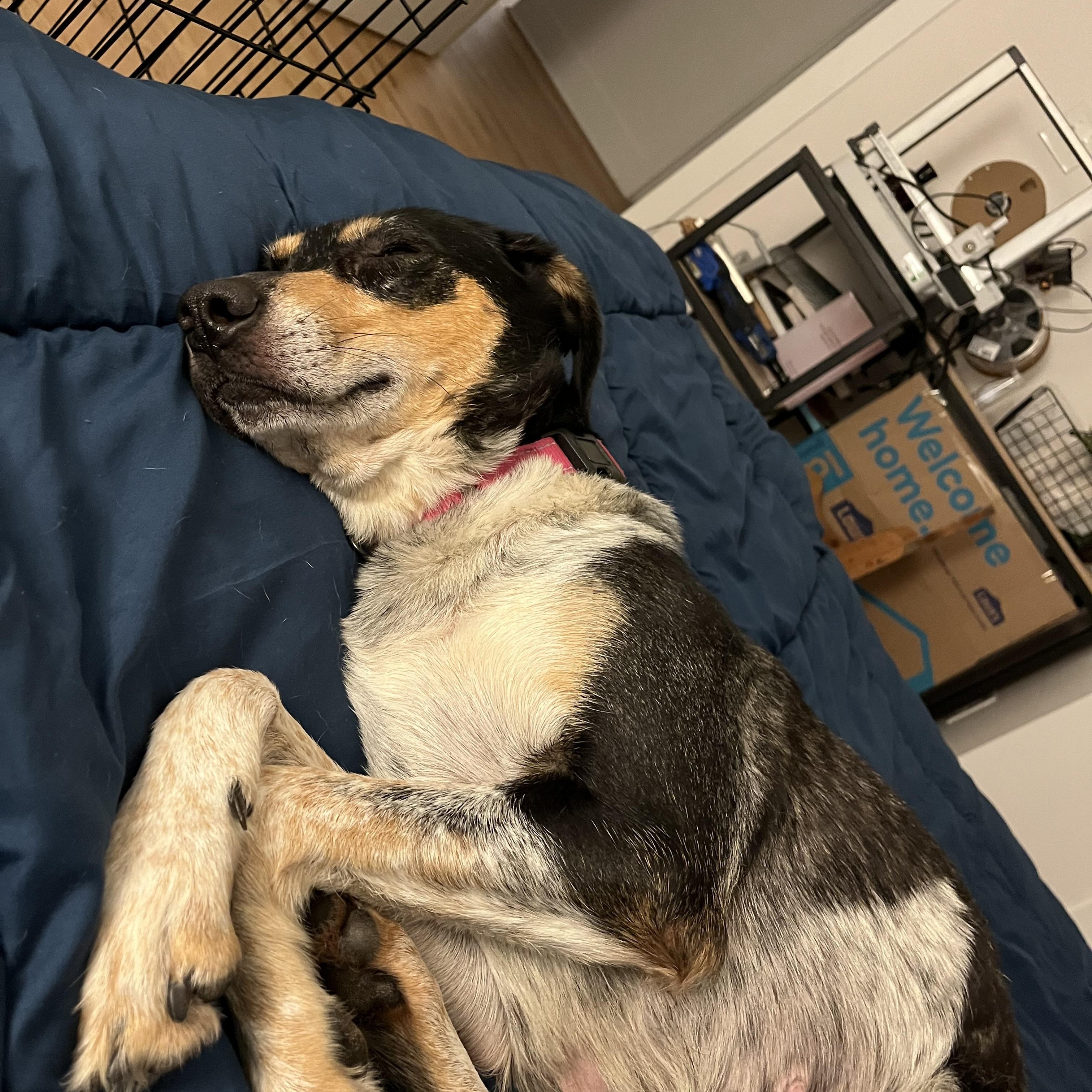 Sweetie, a ADOPTABLE mixed breed in Rock Hill, SC image 3/5
