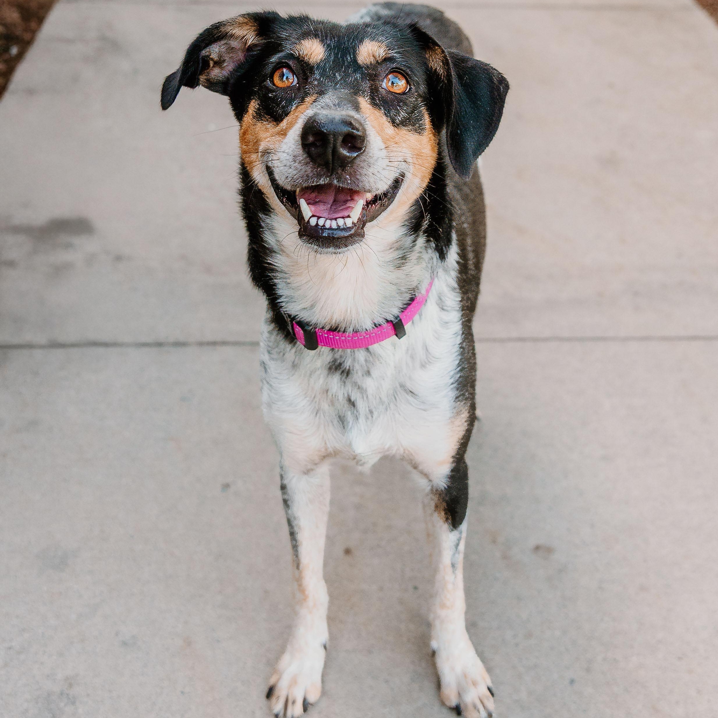 Enlarge Sweetie, a Adoptable mixed breed in Rock Hill, SC image 2/6