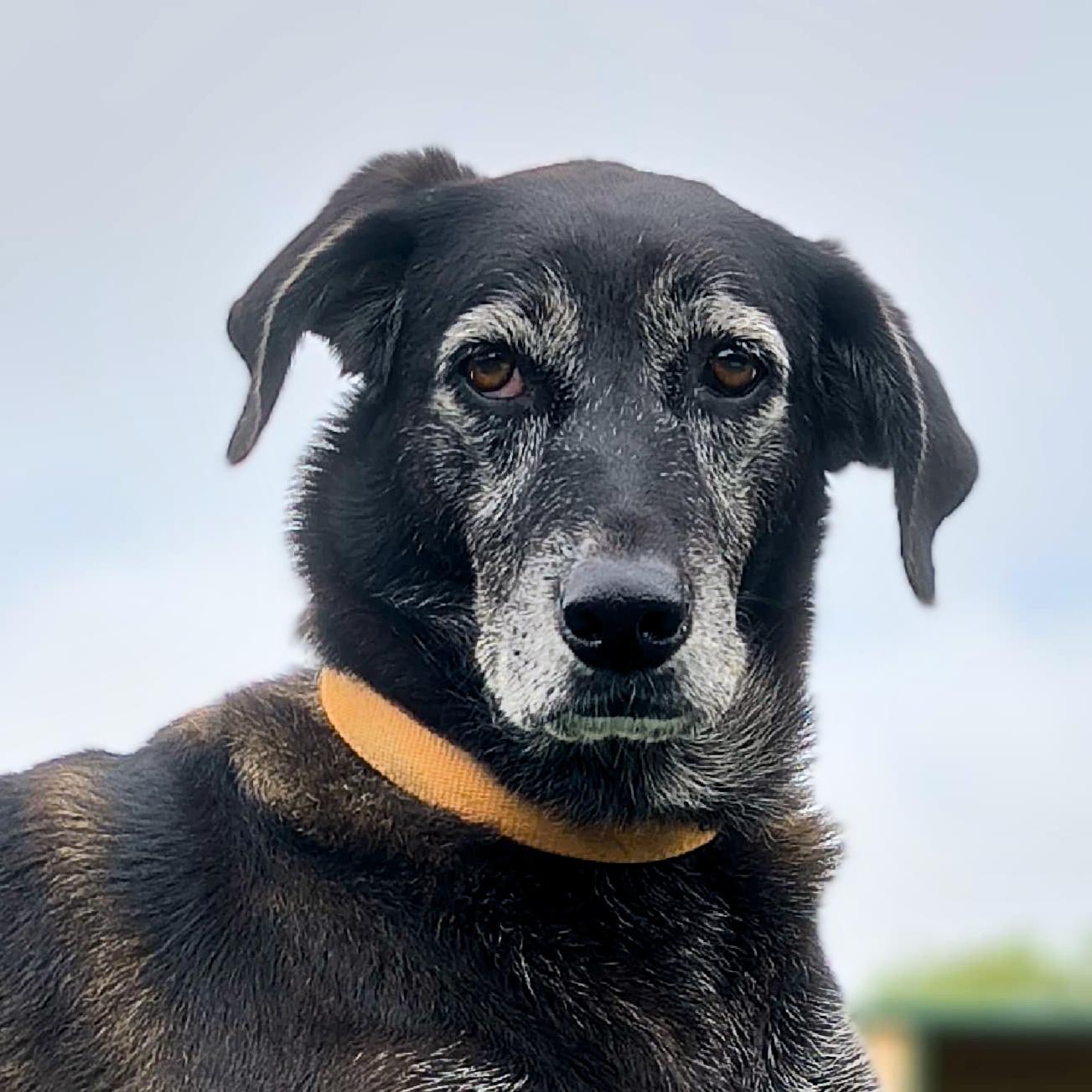 Luna, a Adoptable mixed breed in Marble Falls, TX image 1/4