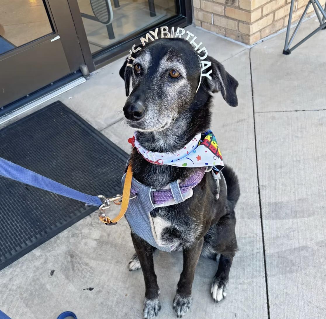 Luna, a Adoptable mixed breed in Marble Falls, TX image 2/2