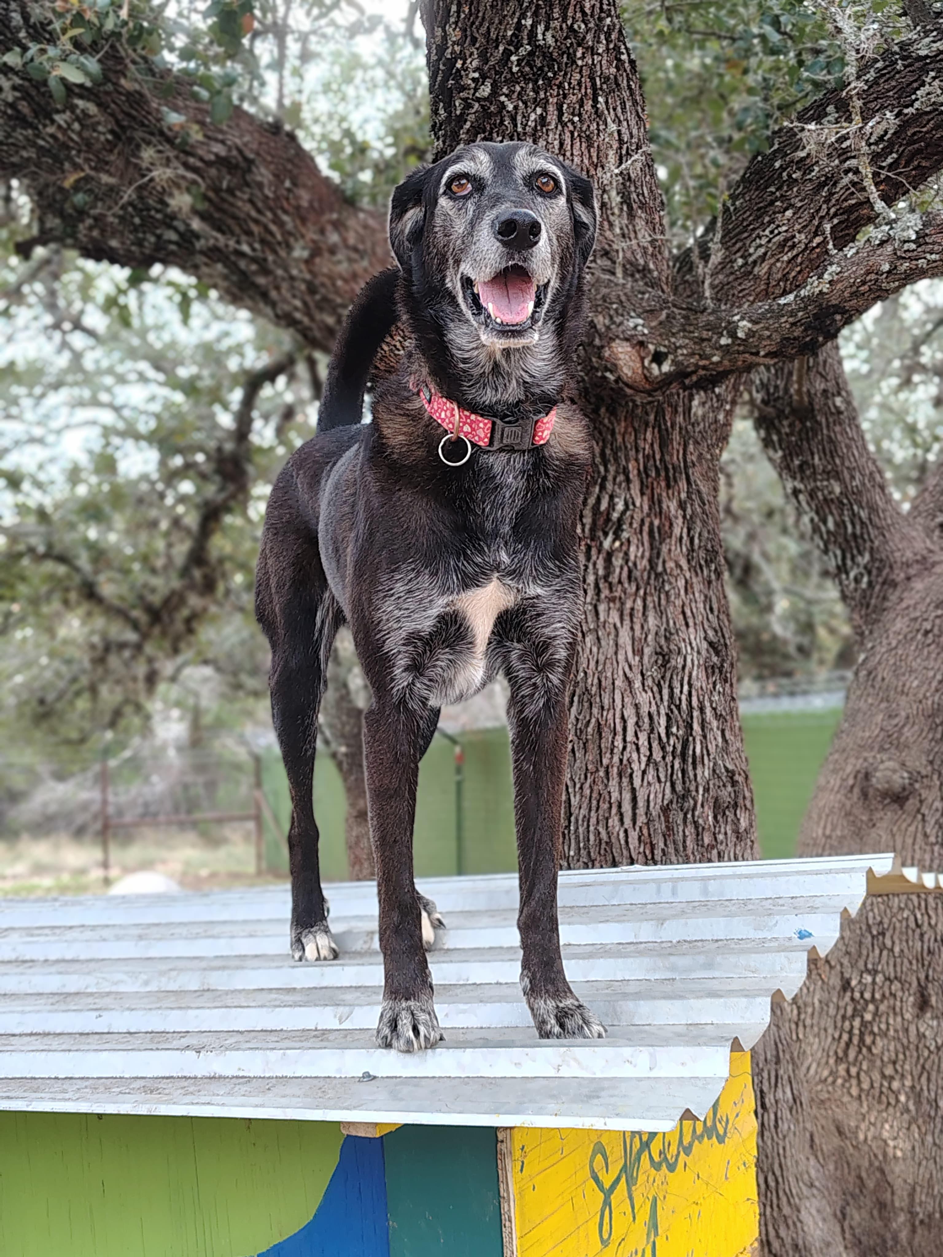 Enlarge Luna, a Adoptable mixed breed in Marble Falls, TX image 3/4