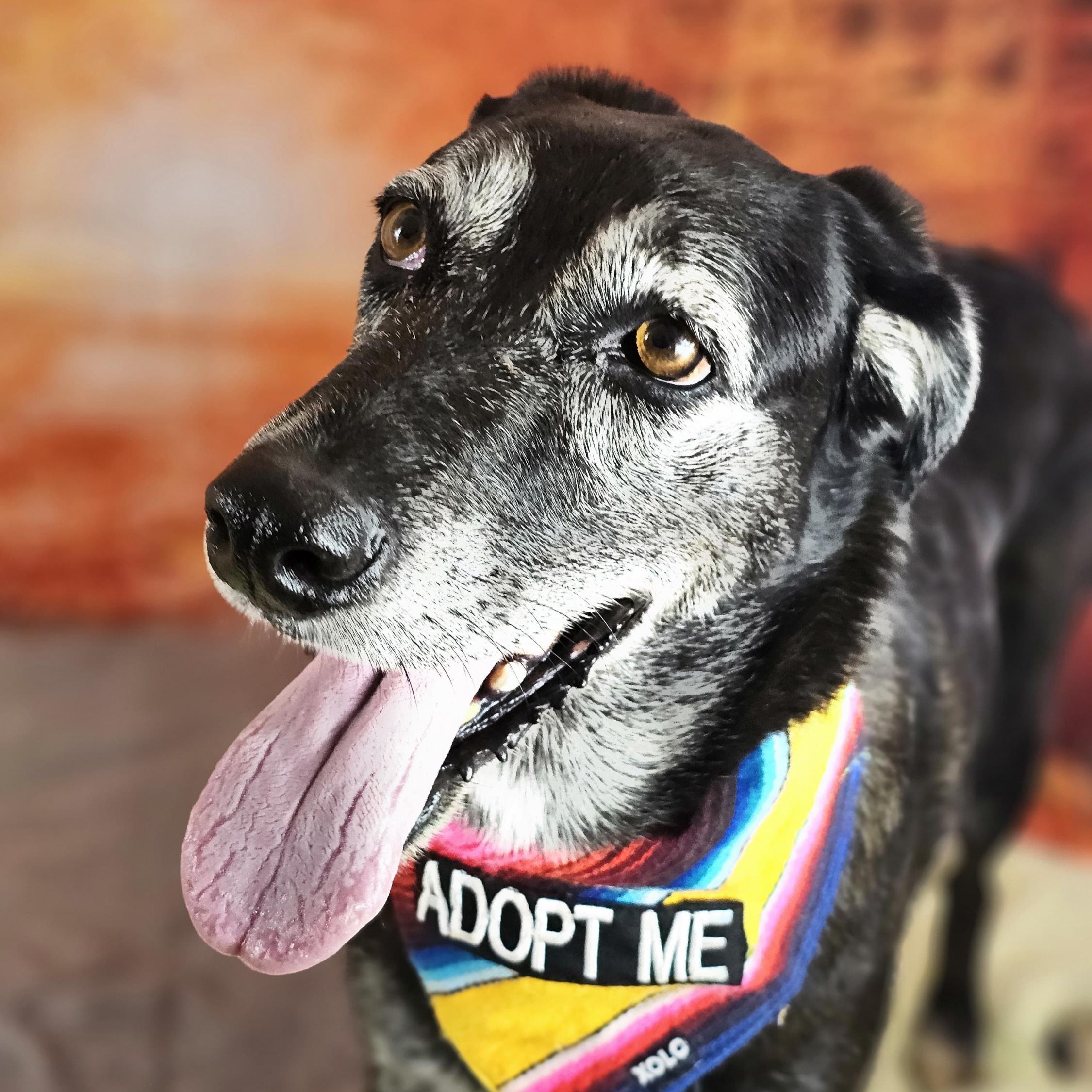 Luna, Adoptable, Senior Female Husky & Redbone Coonhound.