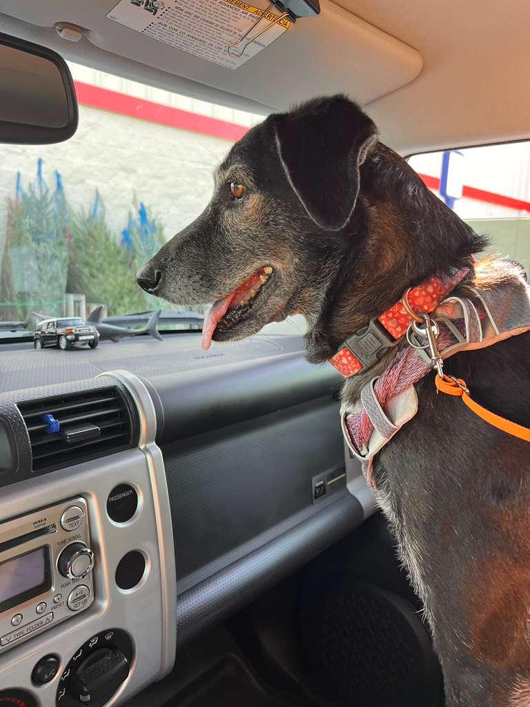 Enlarge Luna, a Adoptable mixed breed in Marble Falls, TX image 2/4