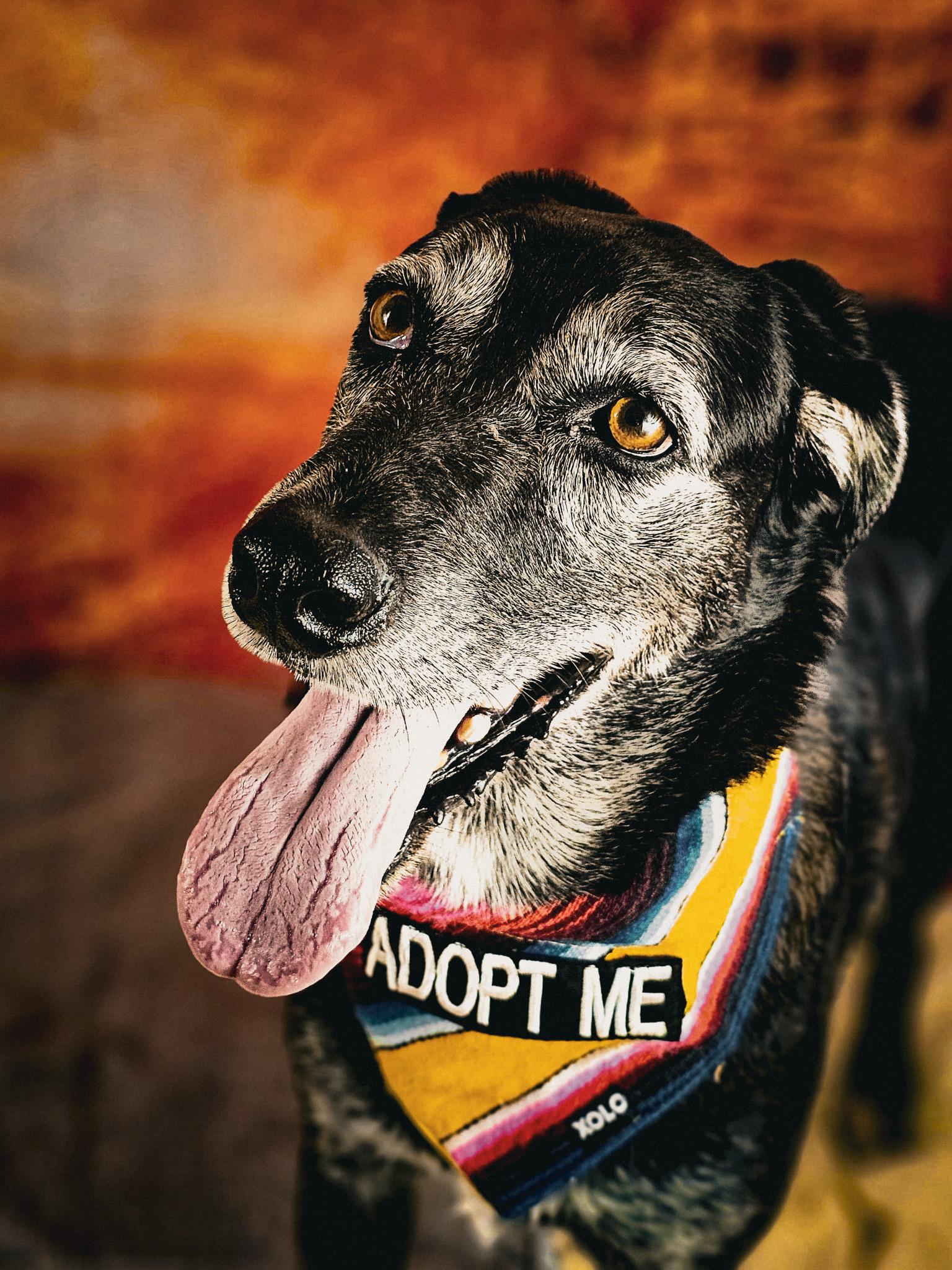 Luna, Adoptable, Senior Female Husky & Redbone Coonhound.