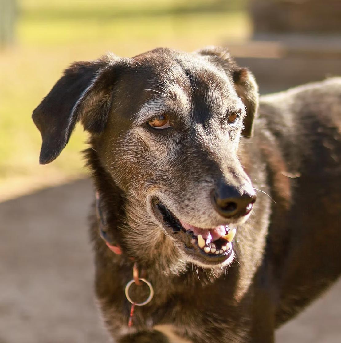 Luna, Adoptable, Senior Female Husky & Redbone Coonhound.