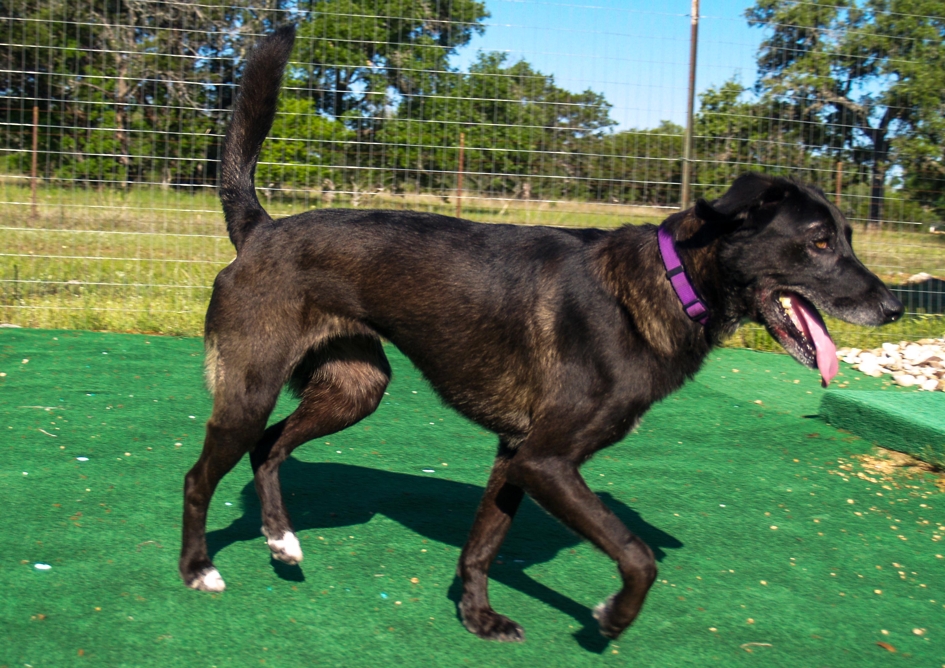 Luna, a Adoptable mixed breed in Marble Falls, TX image 4/4