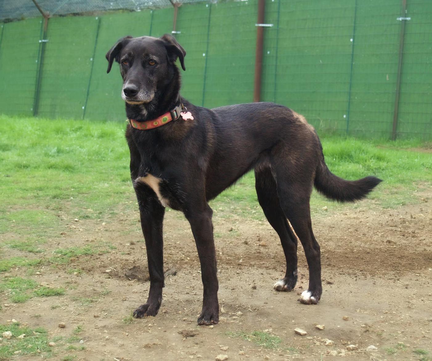 Luna, a Adoptable mixed breed in Marble Falls, TX image 2/4