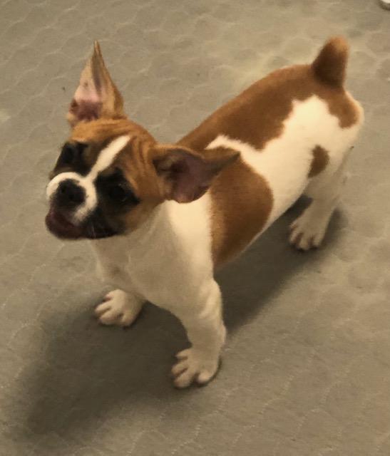 Zazie, ADOPTABLE, Puppy Female French Bulldog.