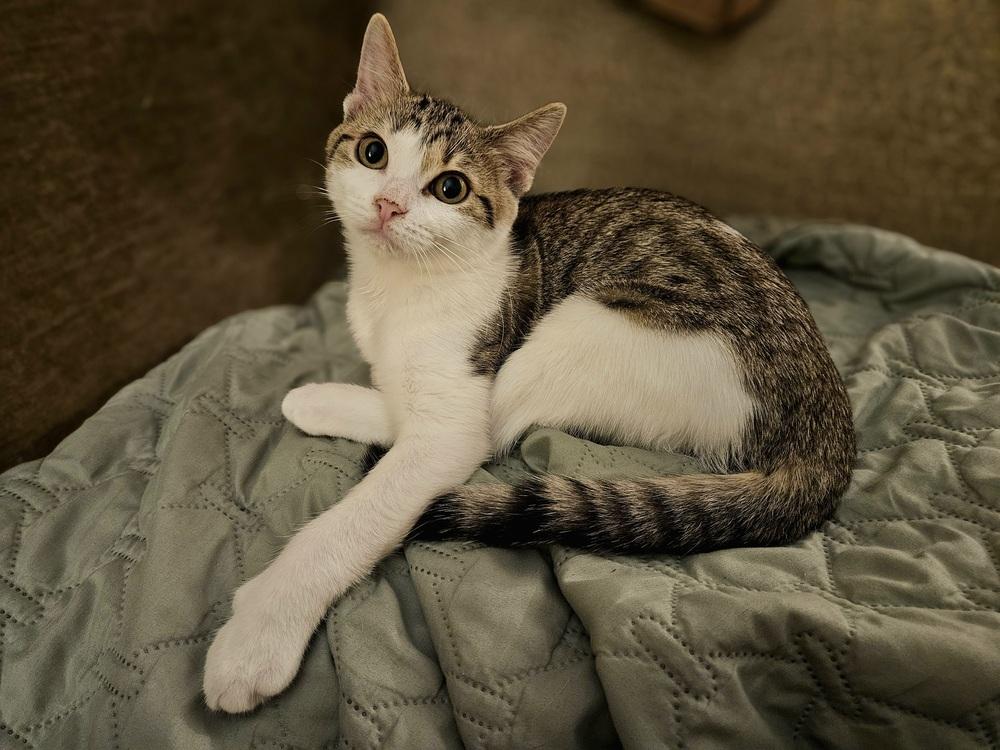 Enlarge Seven, a Adoptable mixed breed in Chicago, IL image 6/6