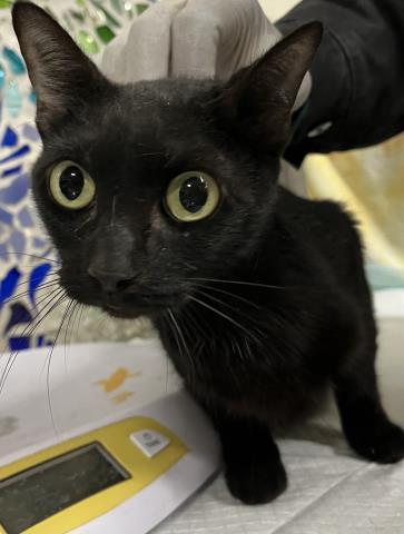 ZIGGY, Adoptable, Young Female Domestic Short Hair.