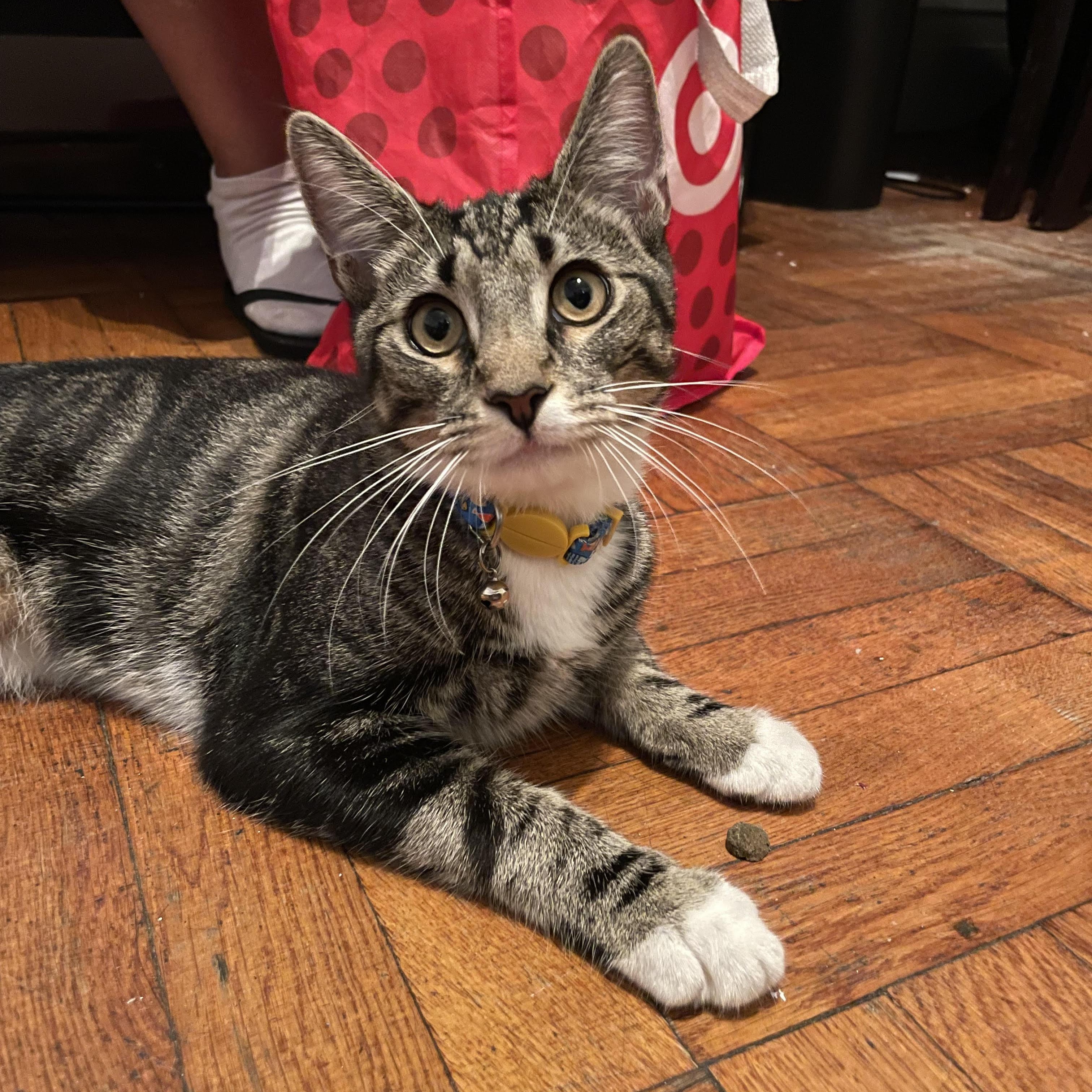 Marseille **$100 Adoption Fee**, Adoptable, Young Male Domestic Short Hair & Tabby.