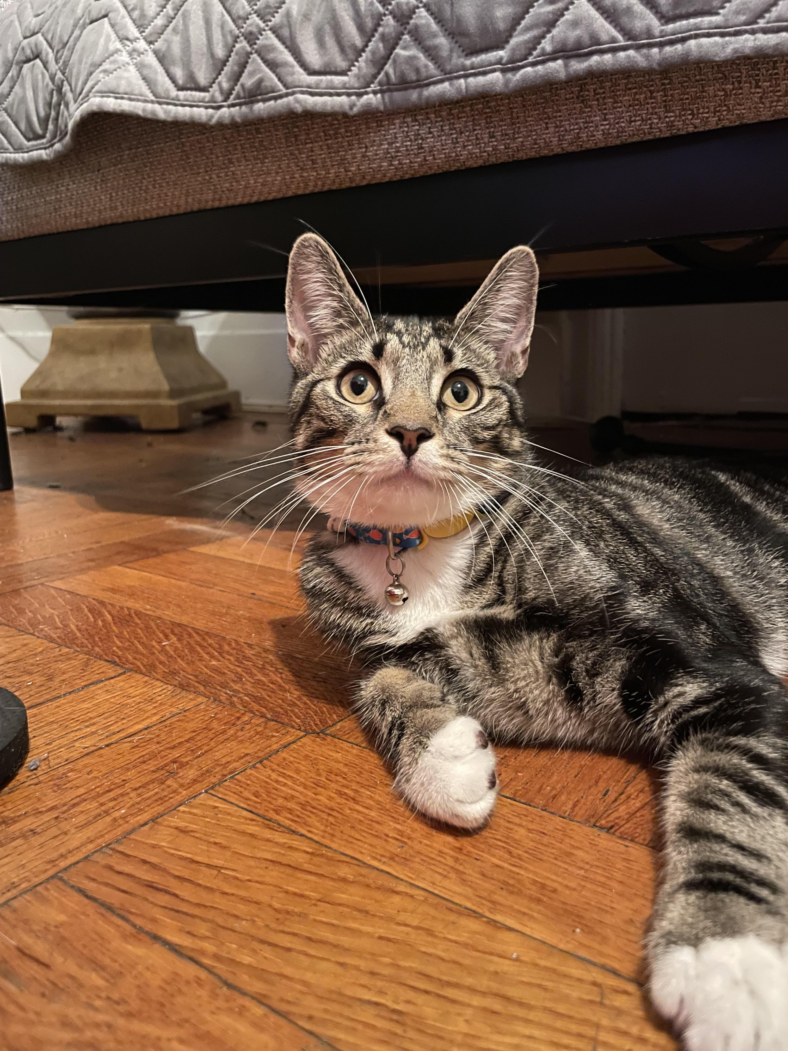 Marseille **$100 Adoption Fee**, a Adoptable mixed breed in New York, NY image 2/4