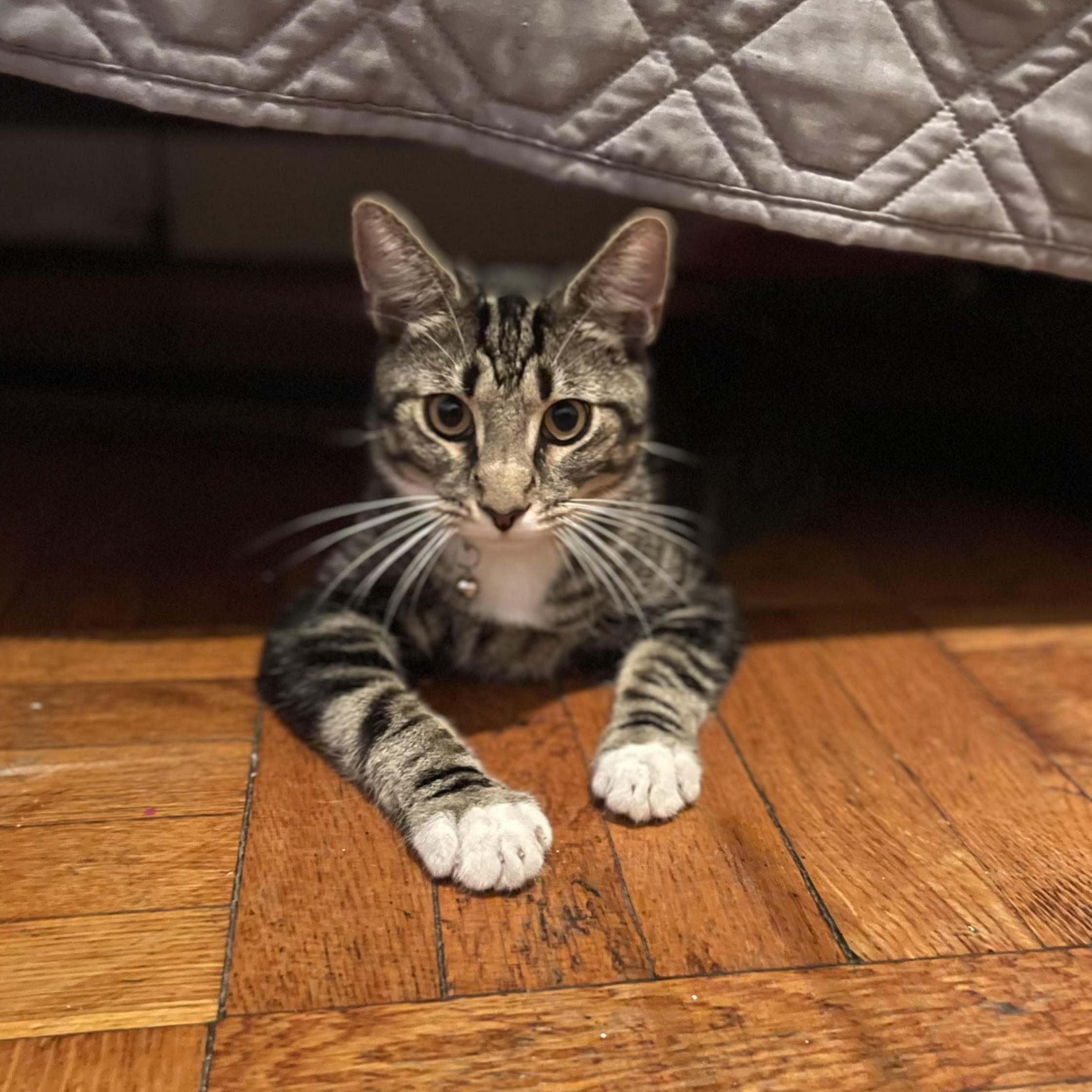 Marseille **$100 Adoption Fee**, a Adoptable mixed breed in New York, NY image 3/4