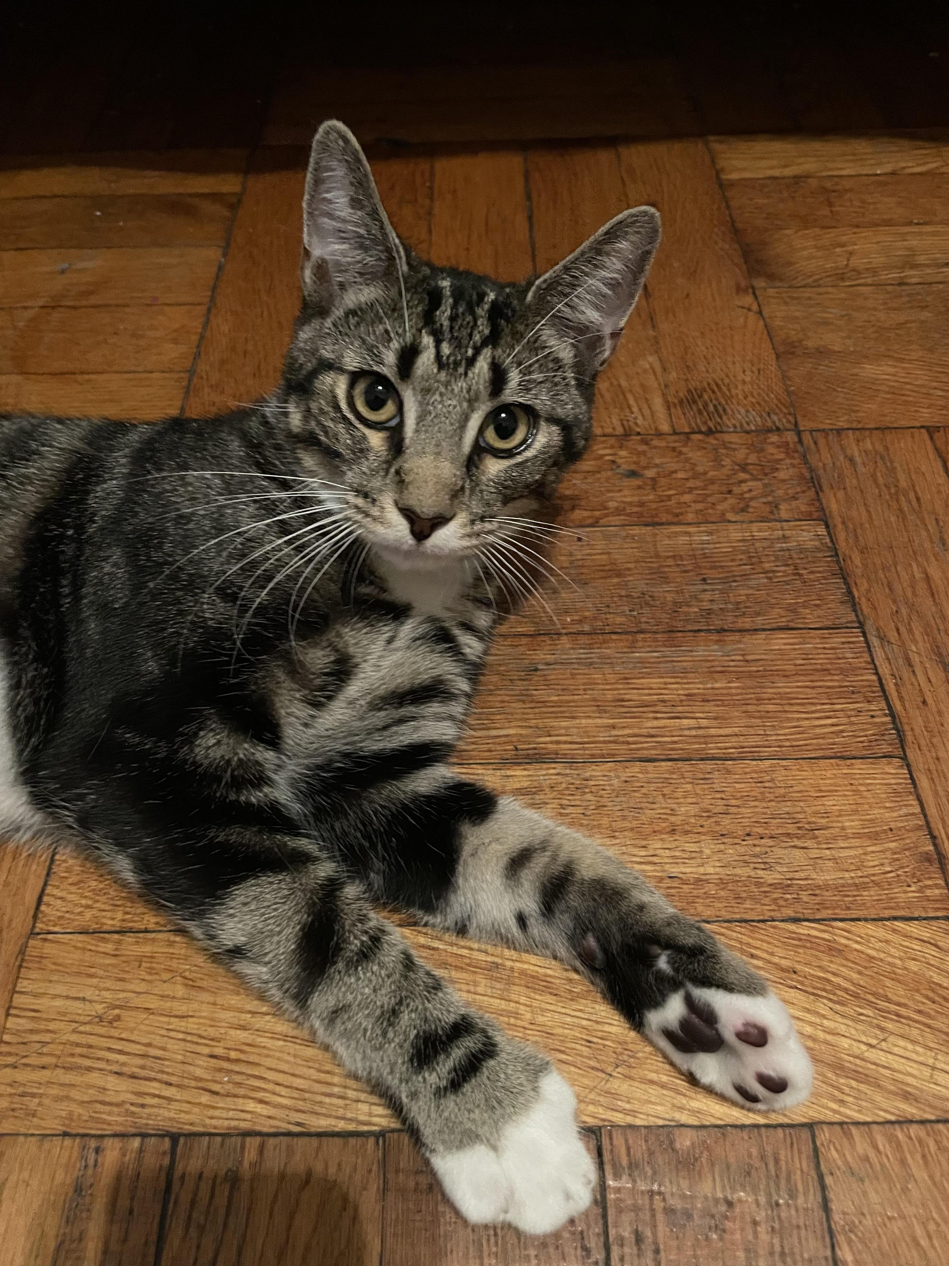 Marseille **$100 Adoption Fee**, a Adoptable mixed breed in New York, NY image 4/4