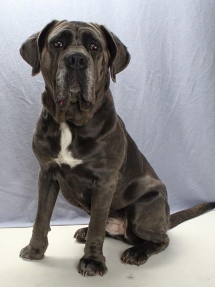 Enlarge LUNA DALE, a Adoptable Neapolitan Mastiff in Burbank, CA image 1/1