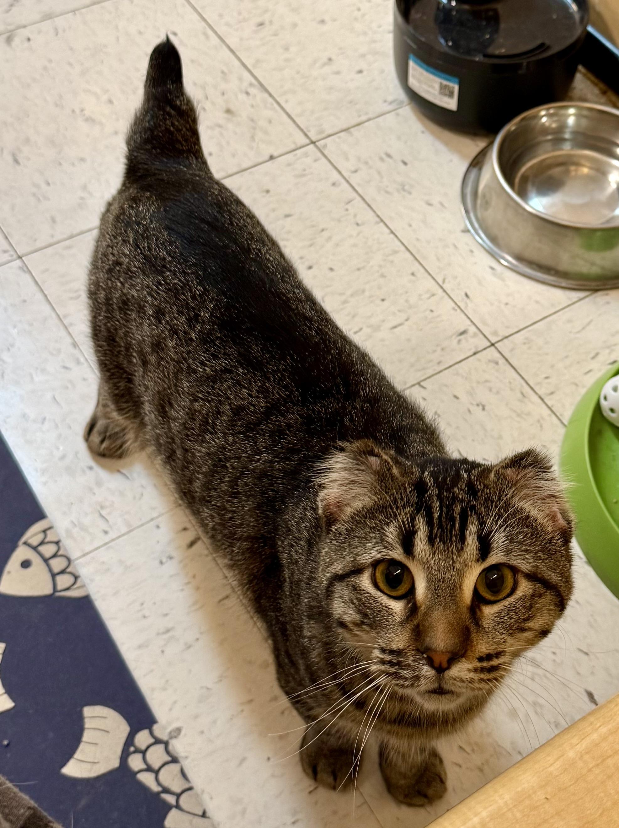 Adonis, a ADOPTABLE Domestic Short Hair in Independence, IA image 2/2