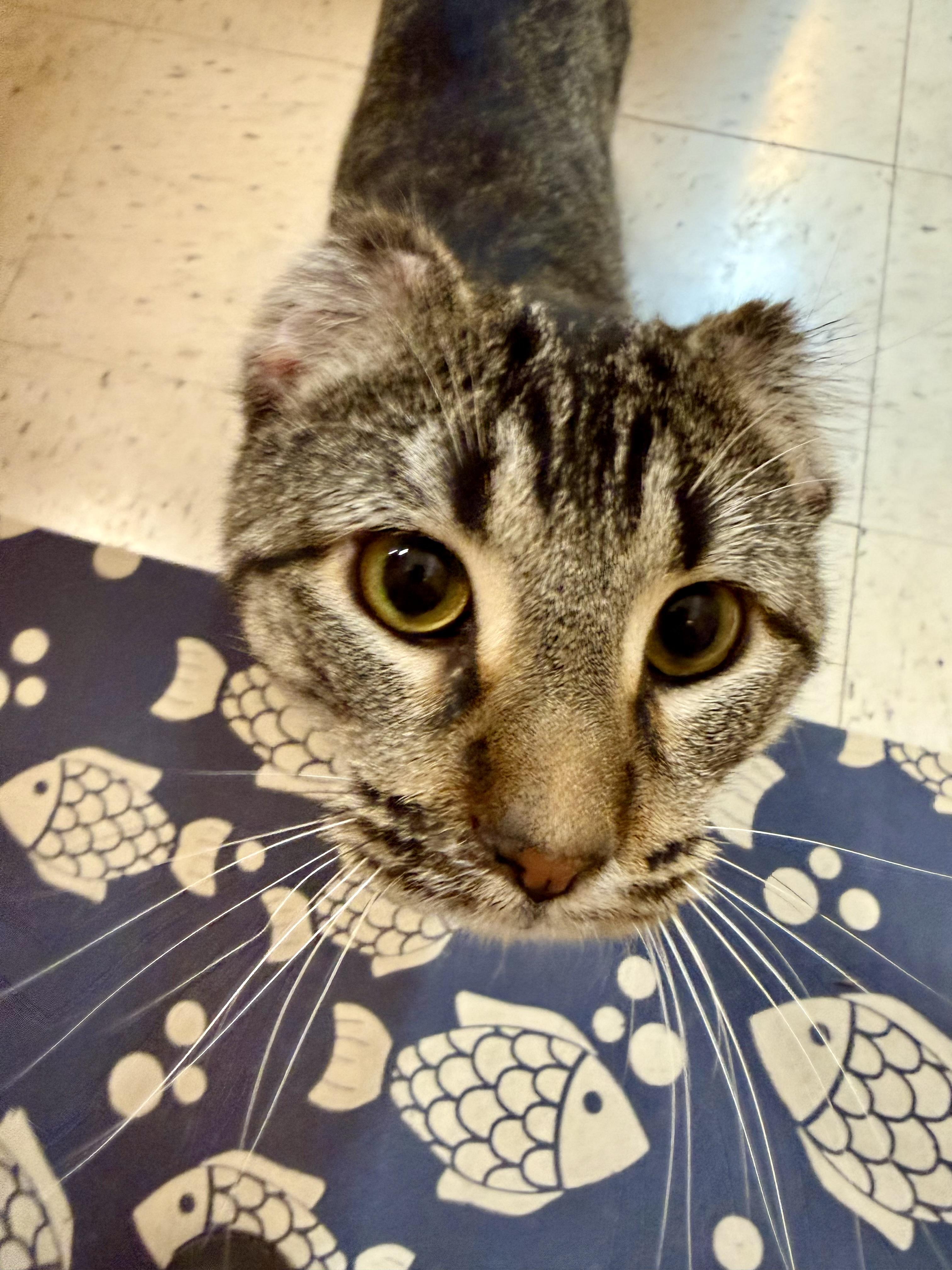 Adonis, ADOPTABLE, Adult Male Domestic Short Hair.