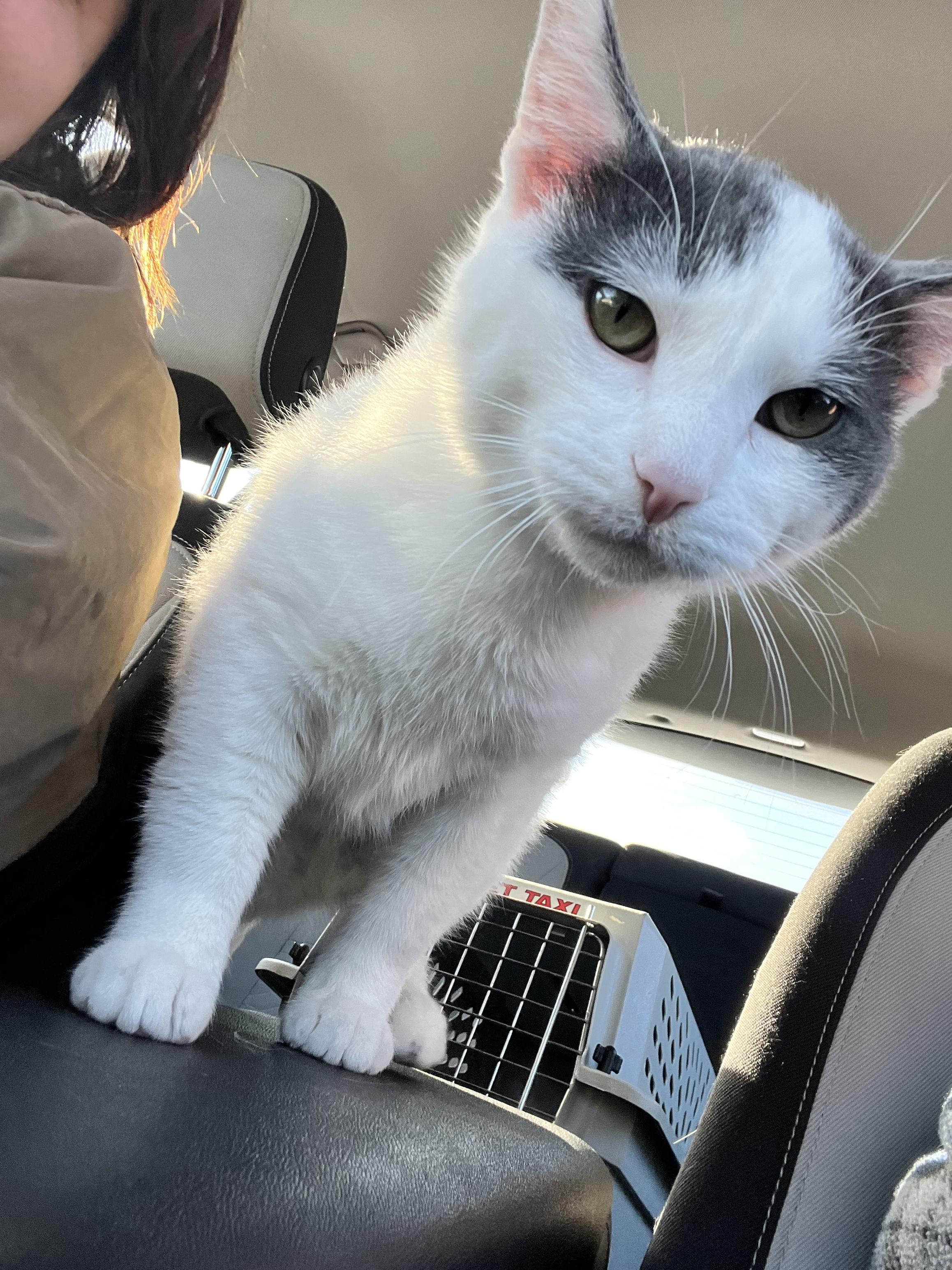 Abu, Adopted, Young Male Domestic Short Hair.