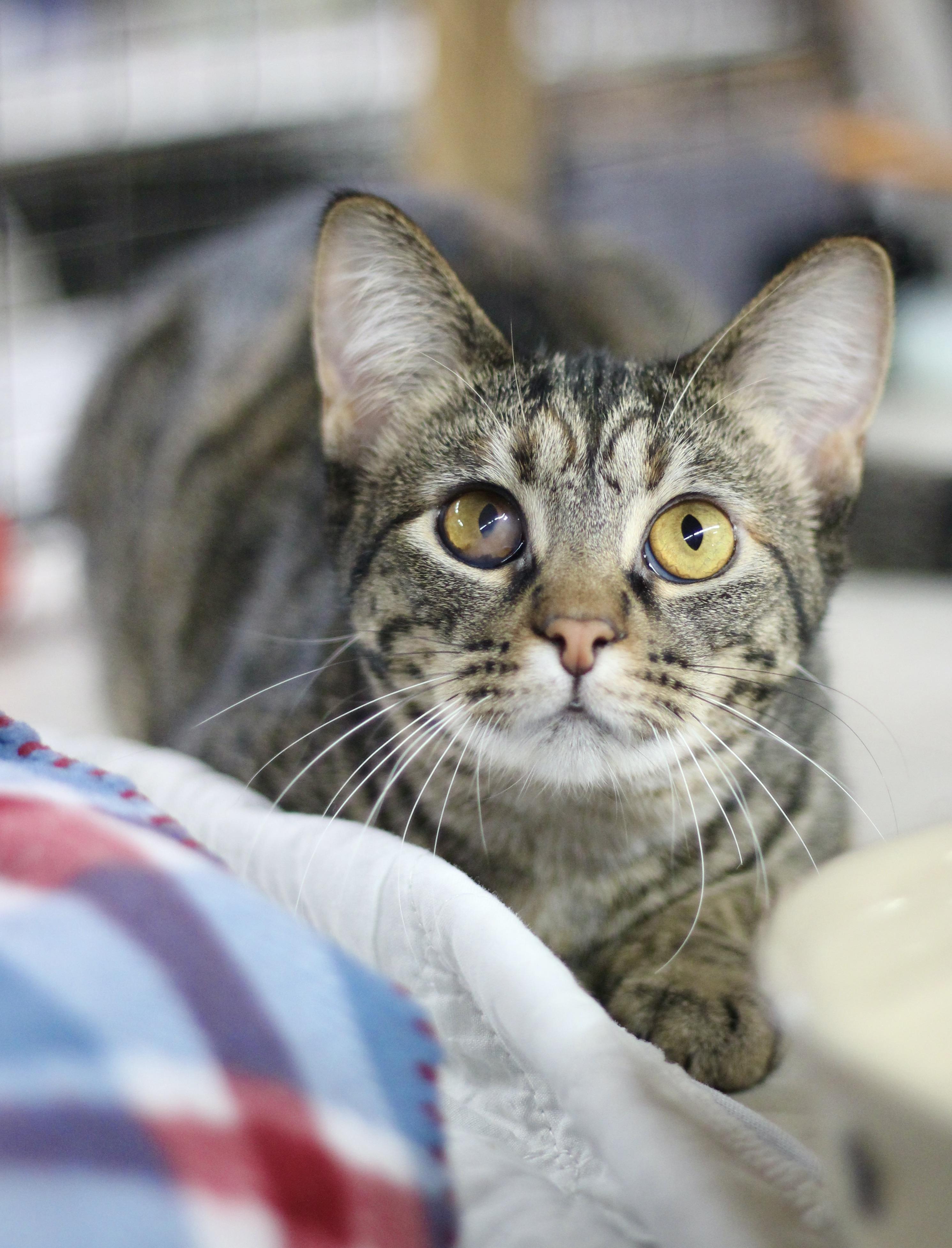Enlarge Abigail, a Adoptable Domestic Short Hair in Avon, OH image 1/6