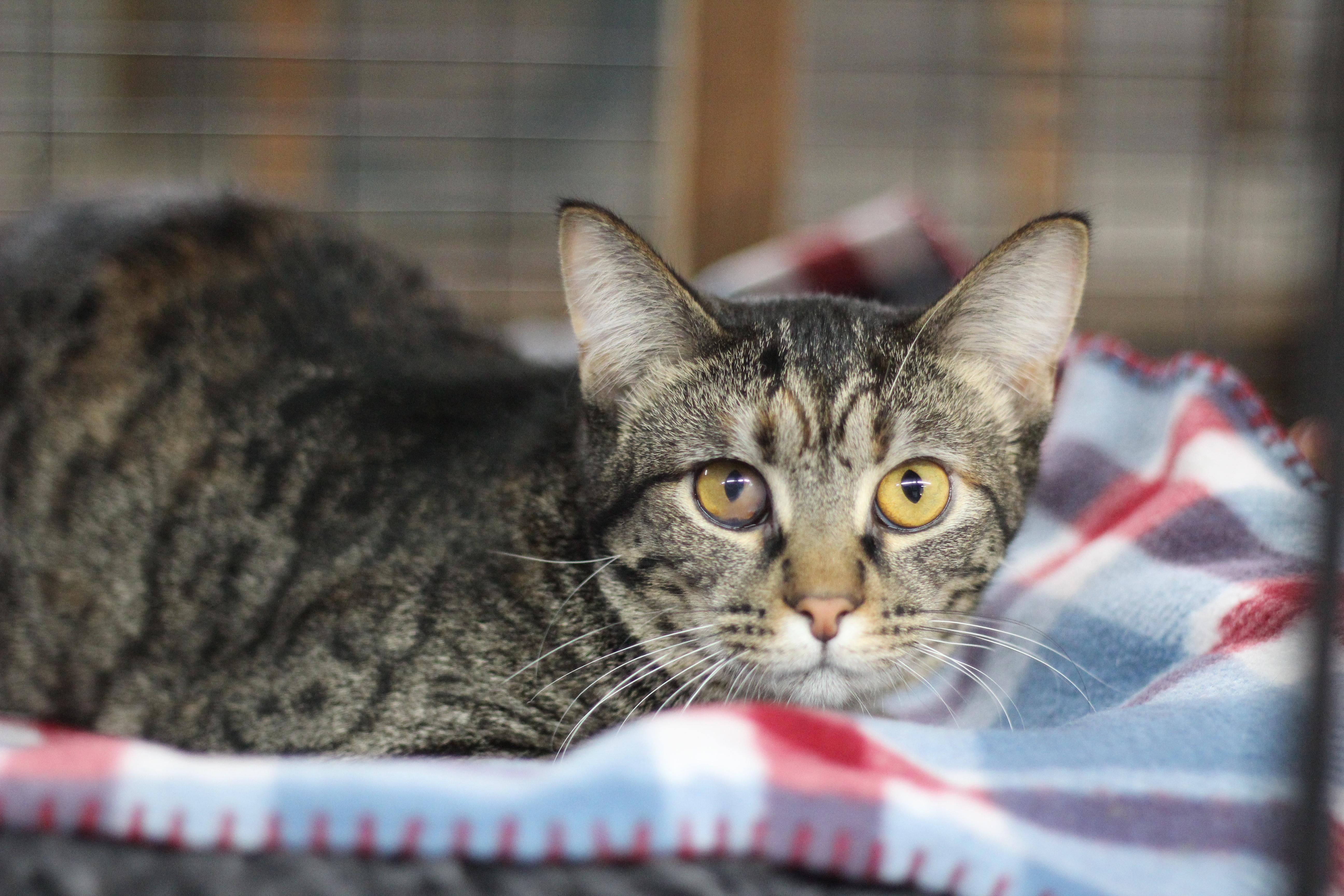 Enlarge Abigail, a Adoptable Domestic Short Hair in Avon, OH image 2/6