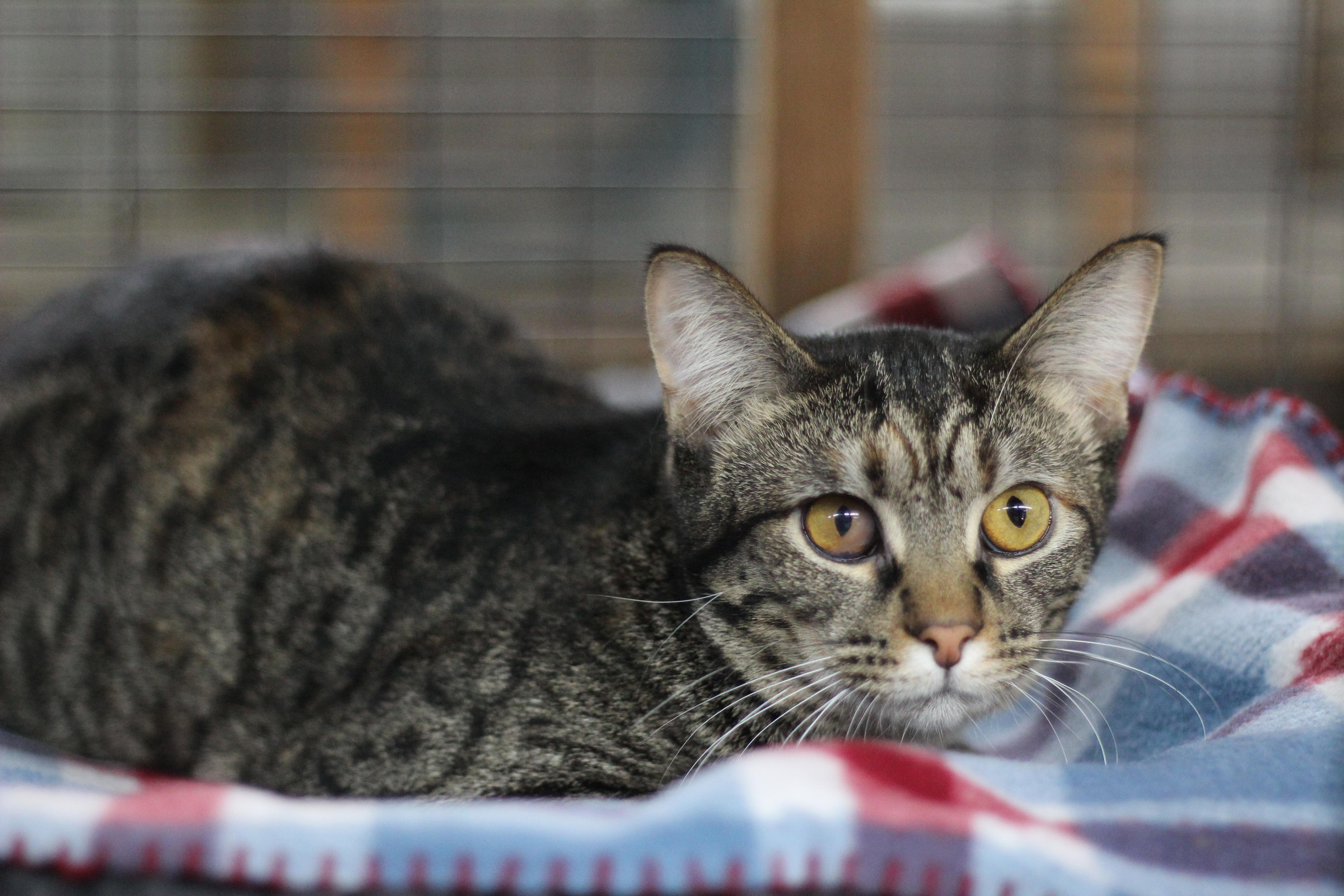 Enlarge Abigail, a Adoptable Domestic Short Hair in Avon, OH image 6/6