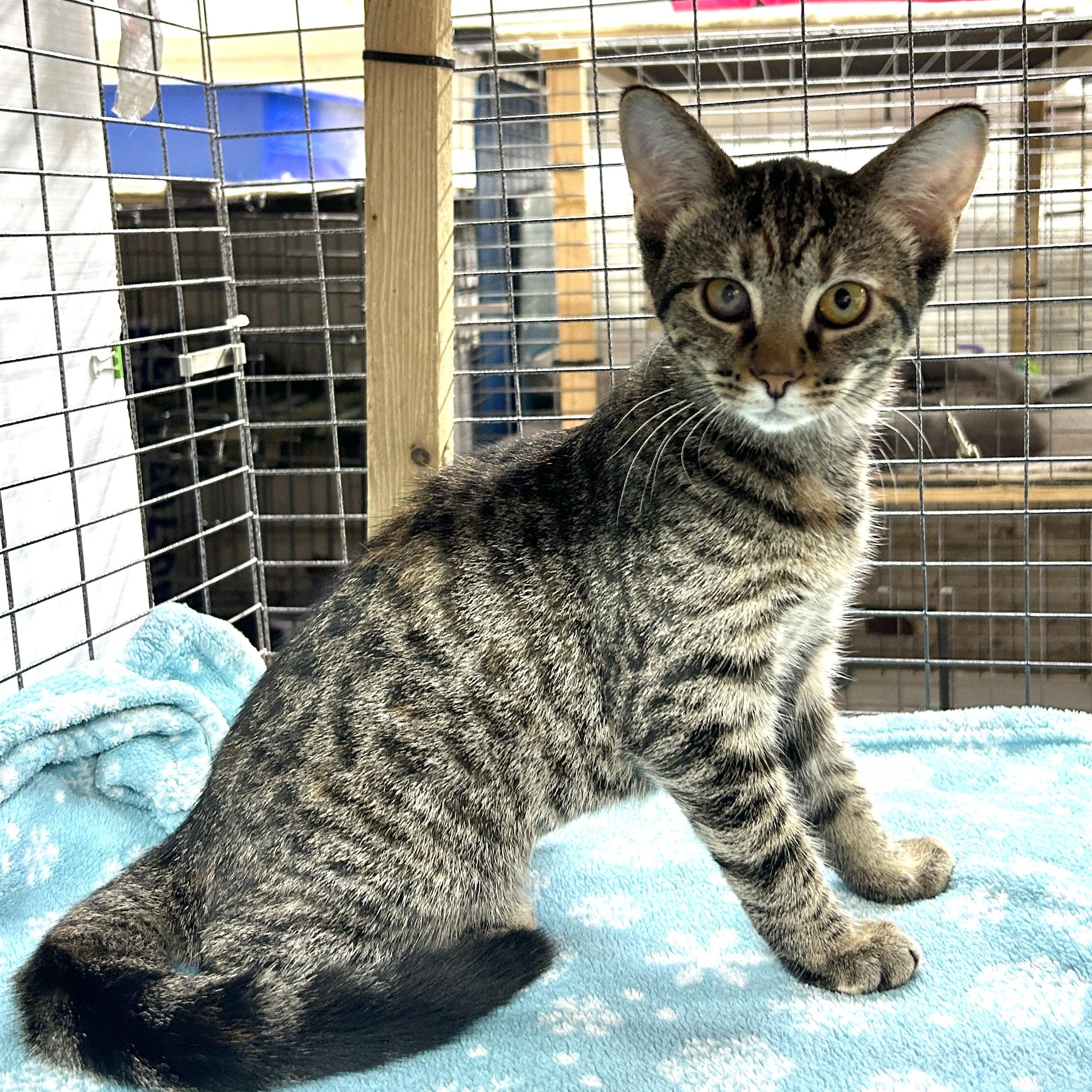 Enlarge Avery, a Adoptable Domestic Short Hair in Avon, OH image 3/3