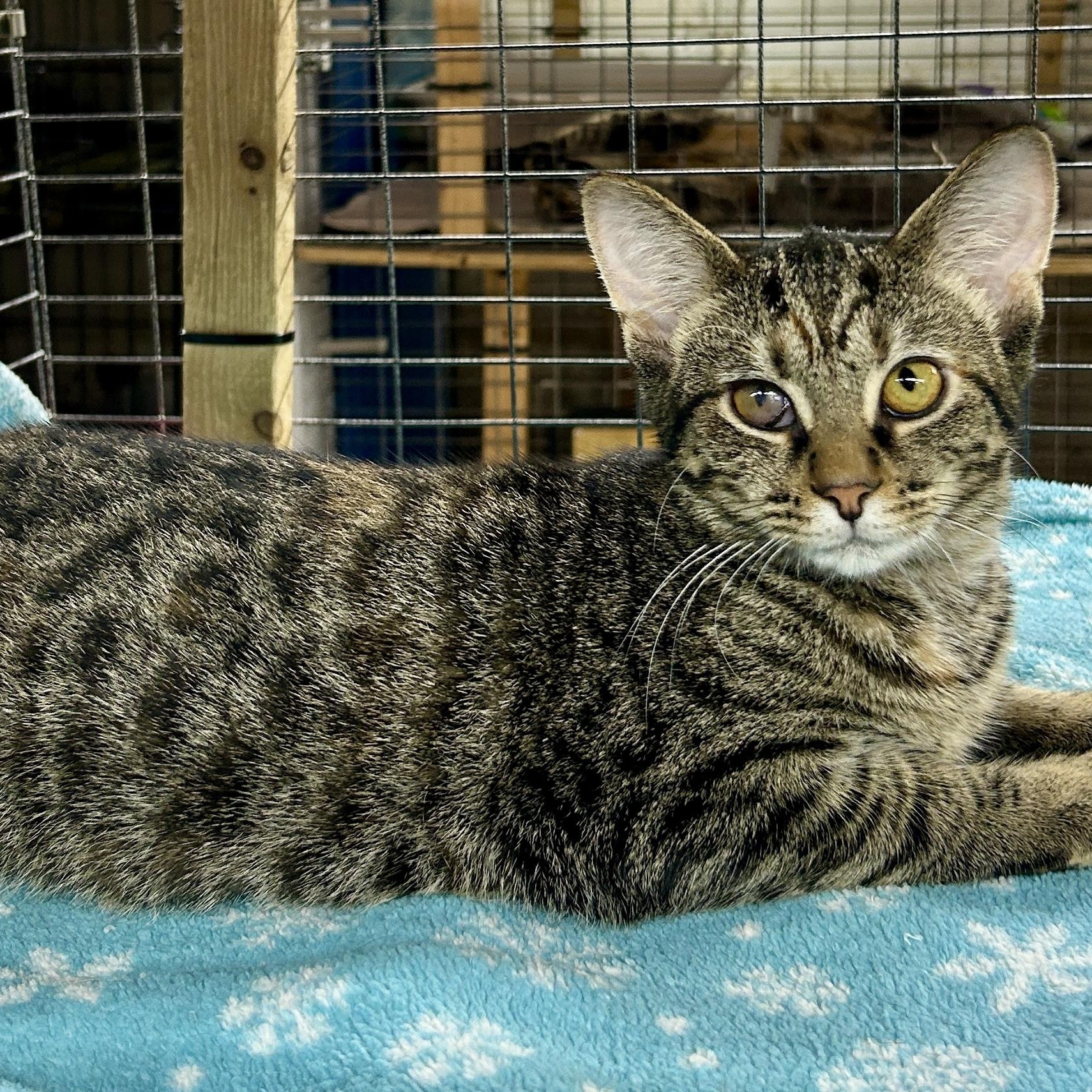 Enlarge Avery, a Adoptable Domestic Short Hair in Avon, OH image 1/3
