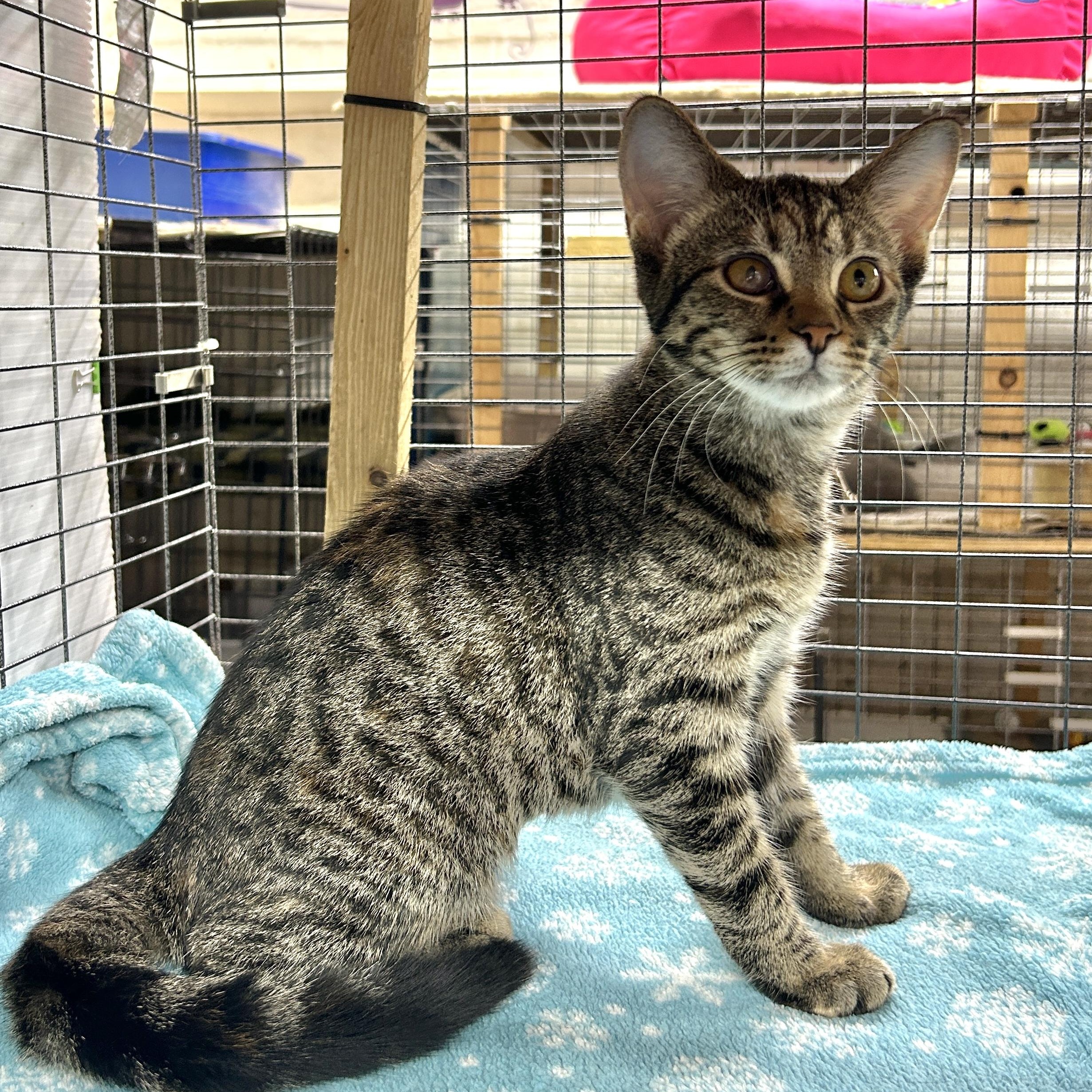 Enlarge Avery, a Adoptable Domestic Short Hair in Avon, OH image 2/3