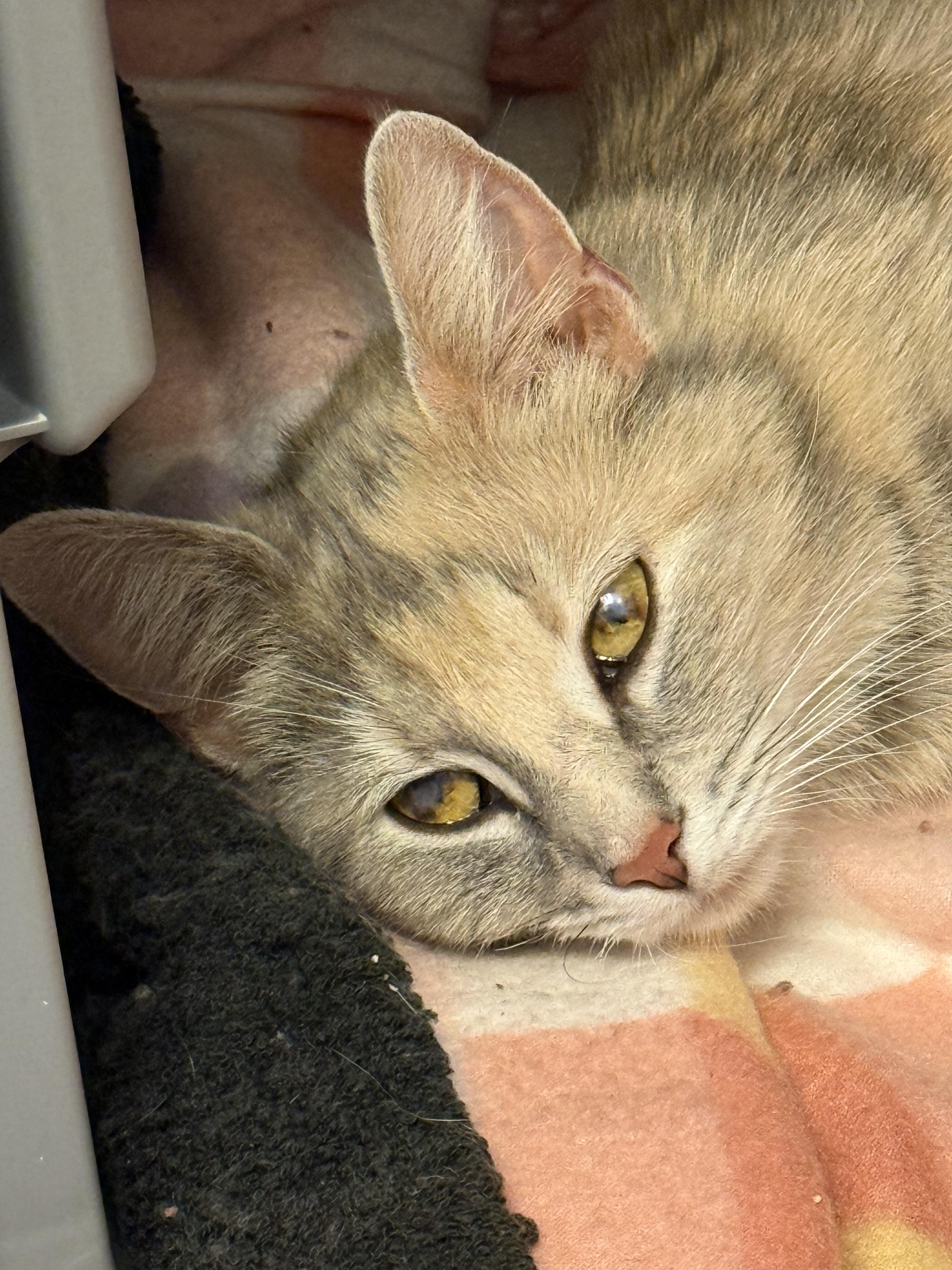 Lilith (Lilly), an adoption pending mixed breed in Morgantown, WV image 5/5