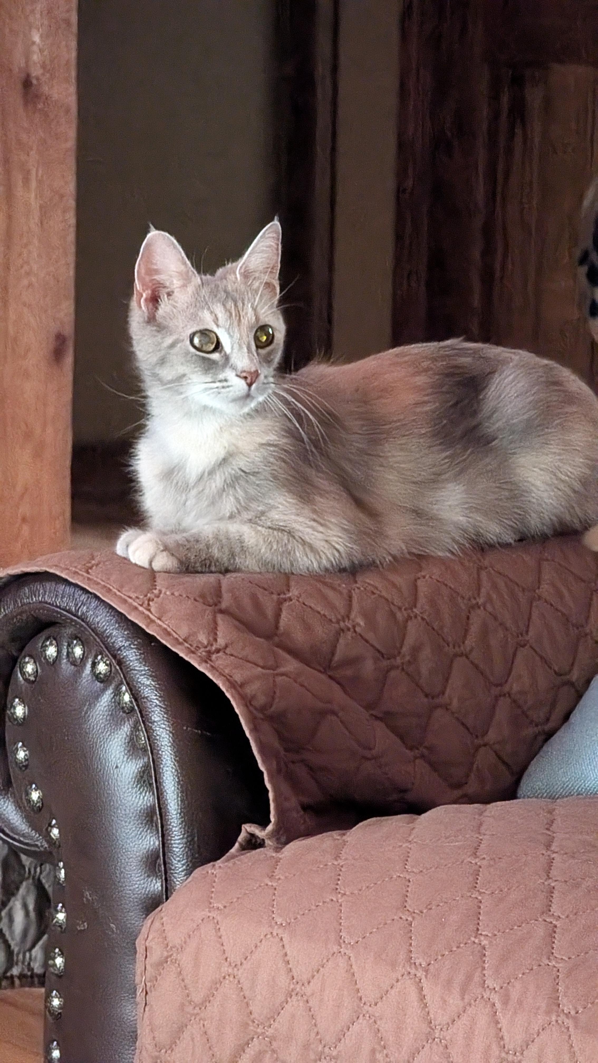 Lilith (Lilly), an adoption pending mixed breed in Morgantown, WV image 3/5