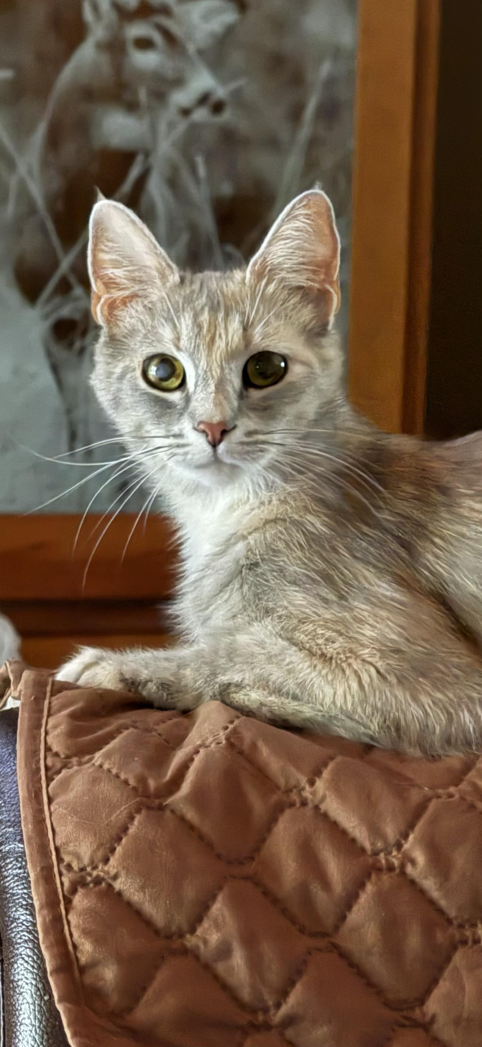 Lilith (Lilly), an adoption pending mixed breed in Morgantown, WV image 1/5